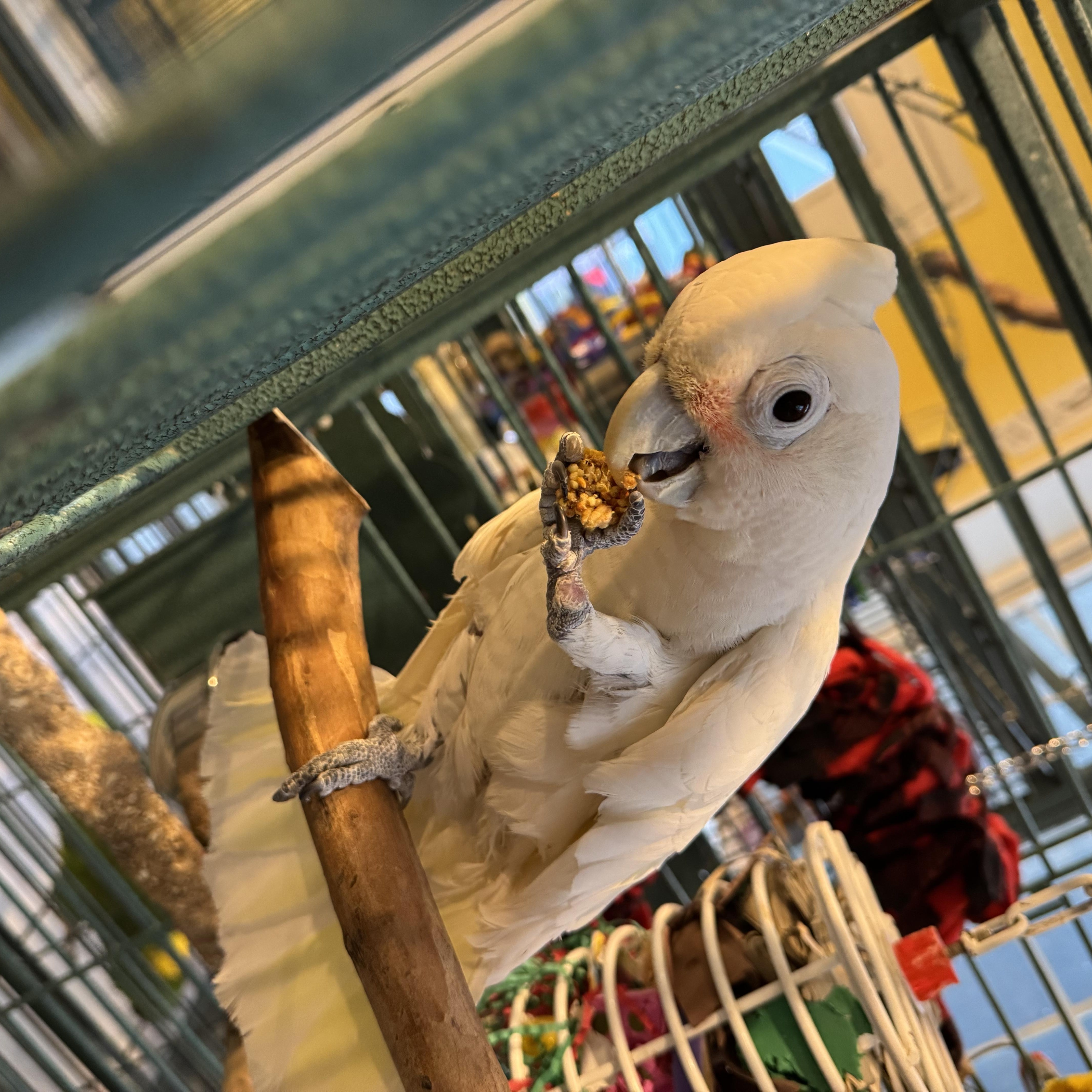 Enlarge Buddy, a Adoptable Cockatoo in Blairstown, NJ image 1/3