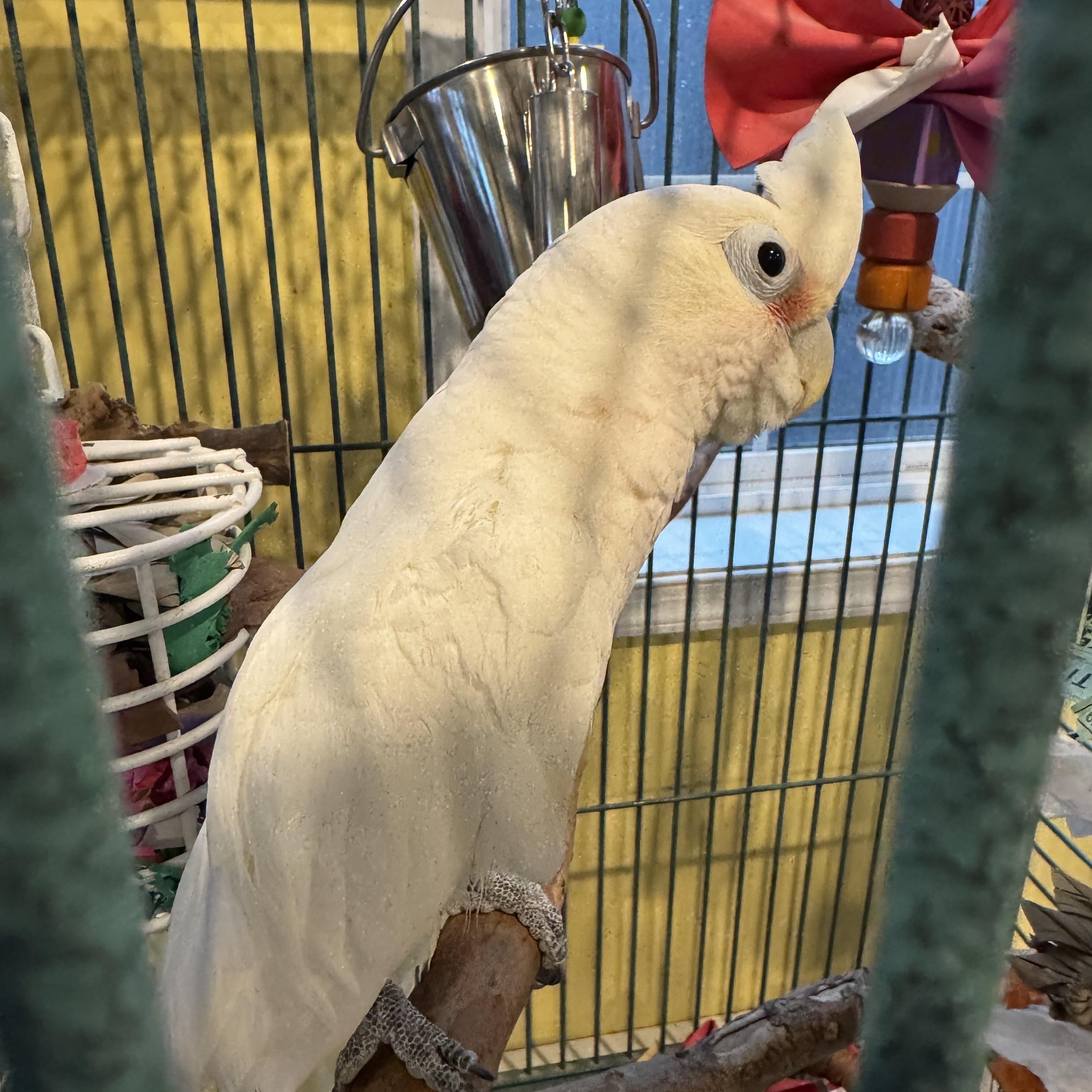 Enlarge Buddy, a Adoptable Cockatoo in Blairstown, NJ image 2/3