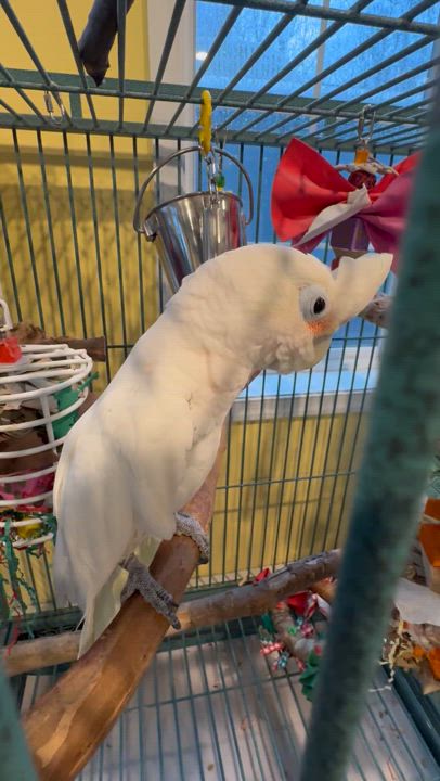 Enlarge Buddy, a Adoptable Cockatoo in Blairstown, NJ video 3/3