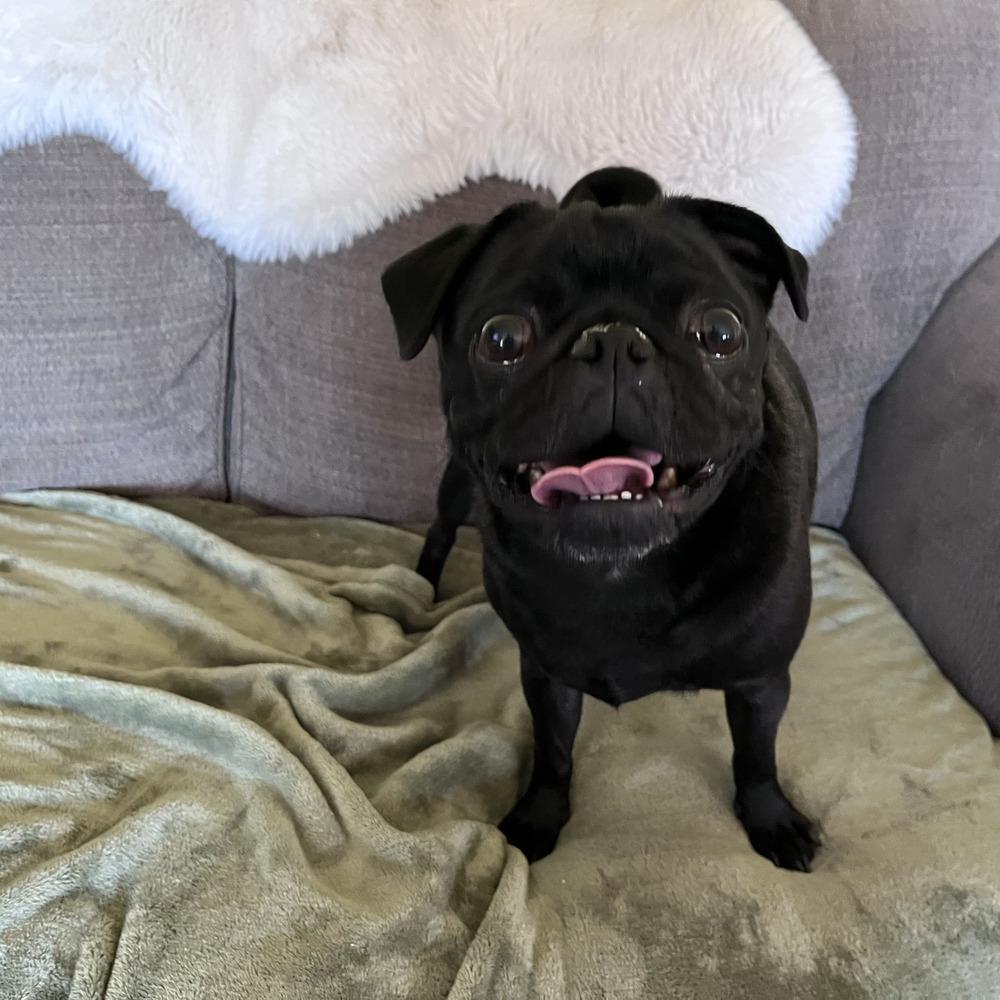 Enlarge Rylee, a Adopted Pug in Bend, OR image 1/5
