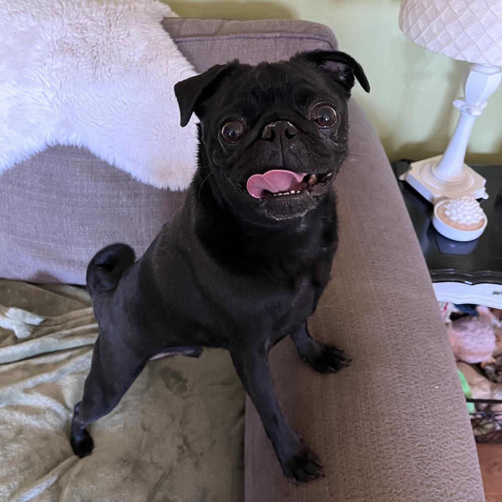 Enlarge Rylee, a Adopted Pug in Bend, OR image 2/5