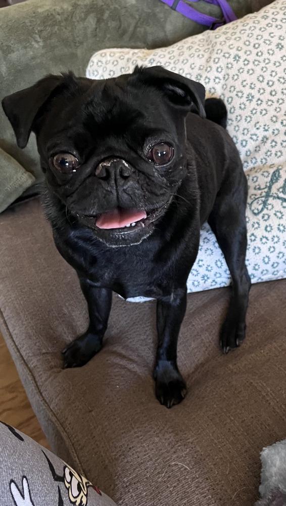 Enlarge Rylee, a Adopted Pug in Bend, OR image 4/5