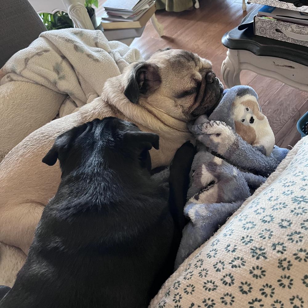 Enlarge Rylee, a Adopted Pug in Bend, OR image 5/5