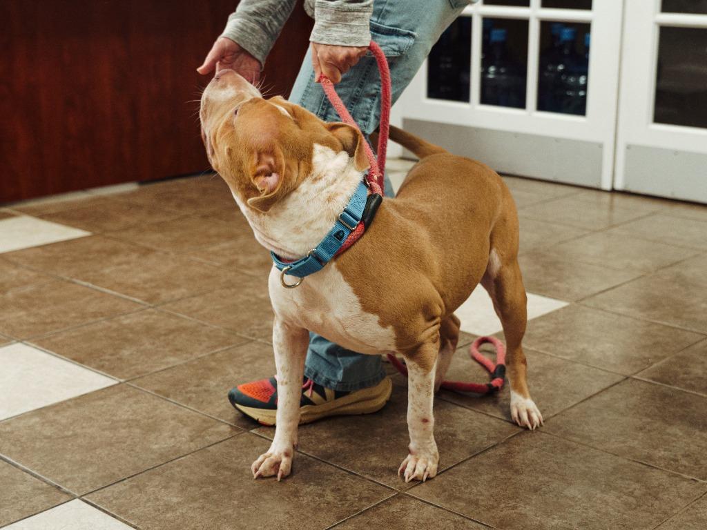 Ella(was Marshmallow), Adoptable, Young Female Pit Bull Terrier.