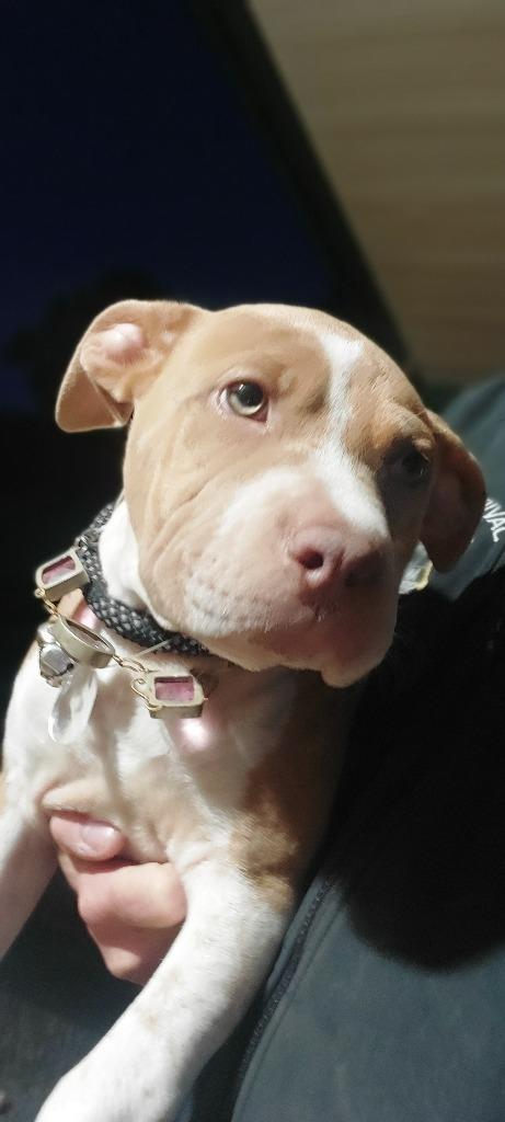 Enlarge Ella(was Marshmallow), a Adoptable mixed breed in Mocksville, NC image 1/3