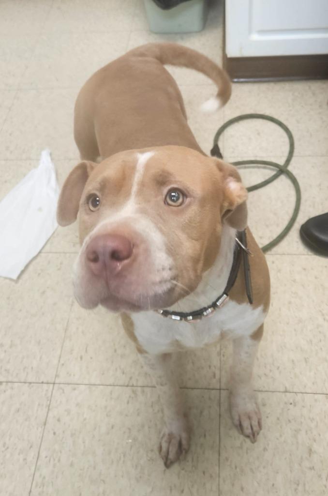 Enlarge Ella(was Marshmallow), a Adoptable mixed breed in Mocksville, NC image 2/3