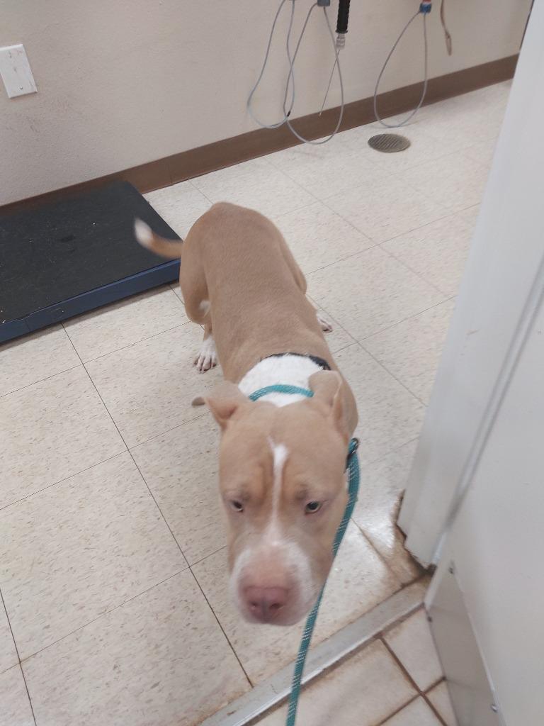 Enlarge Ella(was Marshmallow), a Adoptable mixed breed in Mocksville, NC image 3/3