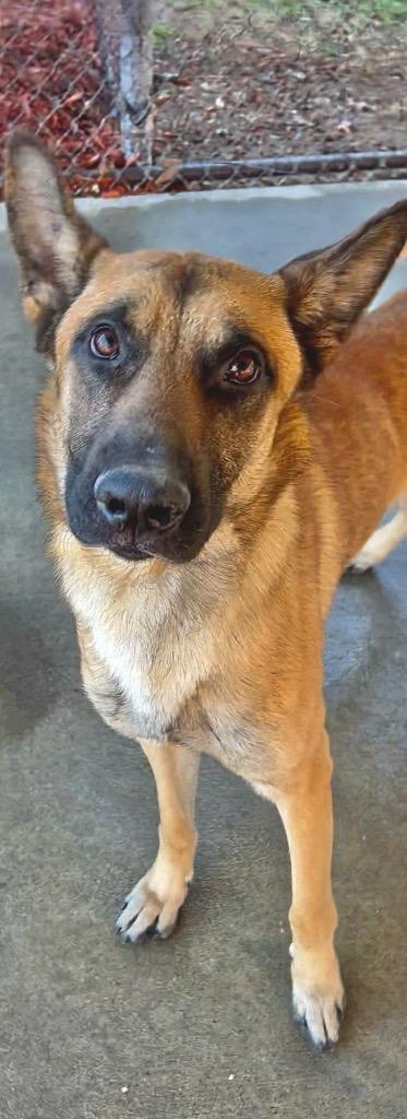 Darby, Adoptable, Young Male Mixed Breed.