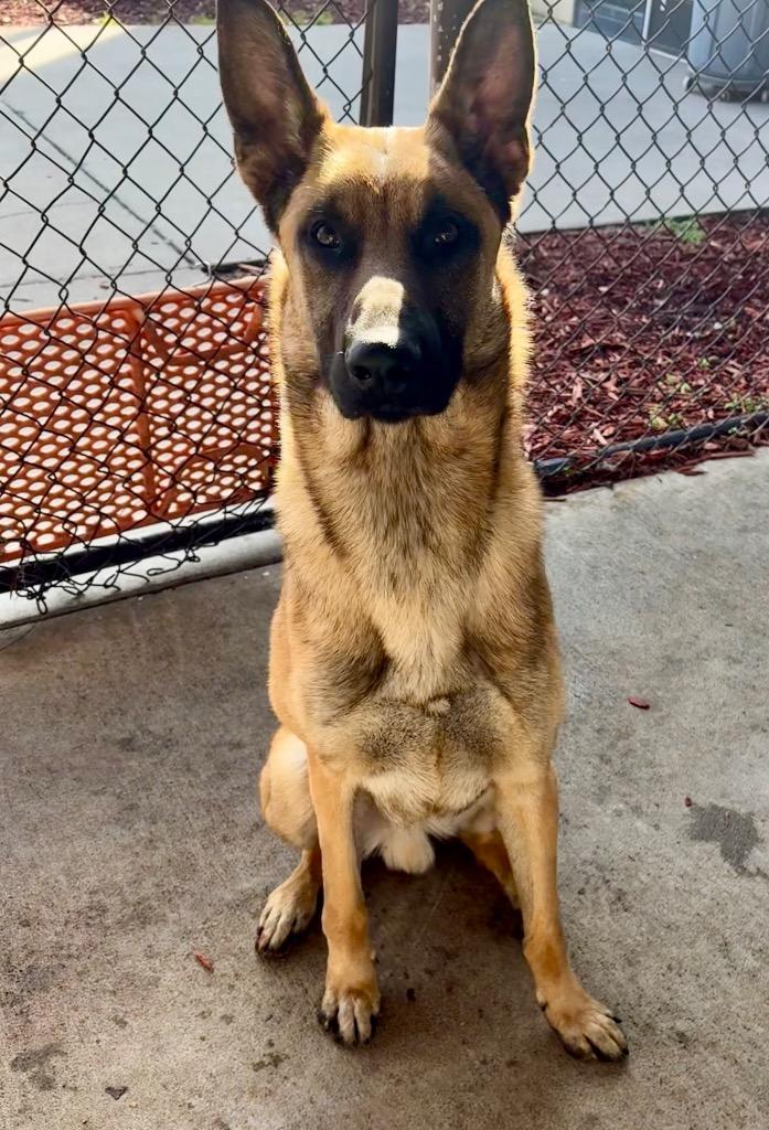 Enlarge Darby, a Adoptable mixed breed in Rome, GA image 2/3