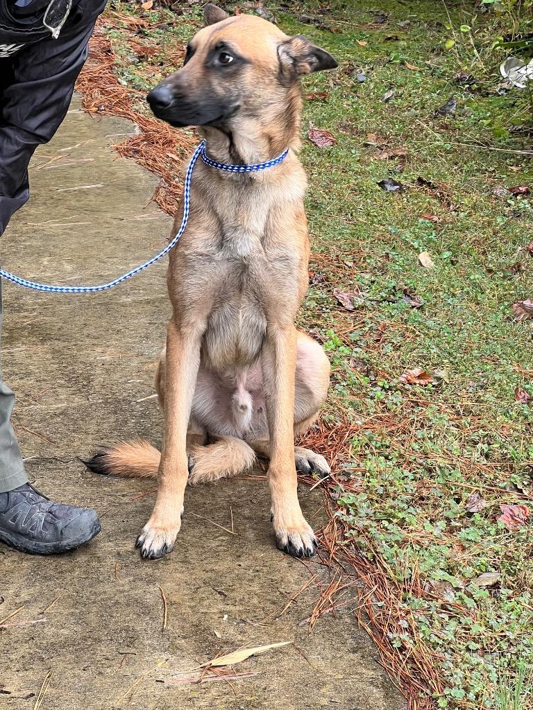Enlarge Darby, a Adoptable mixed breed in Rome, GA image 3/3