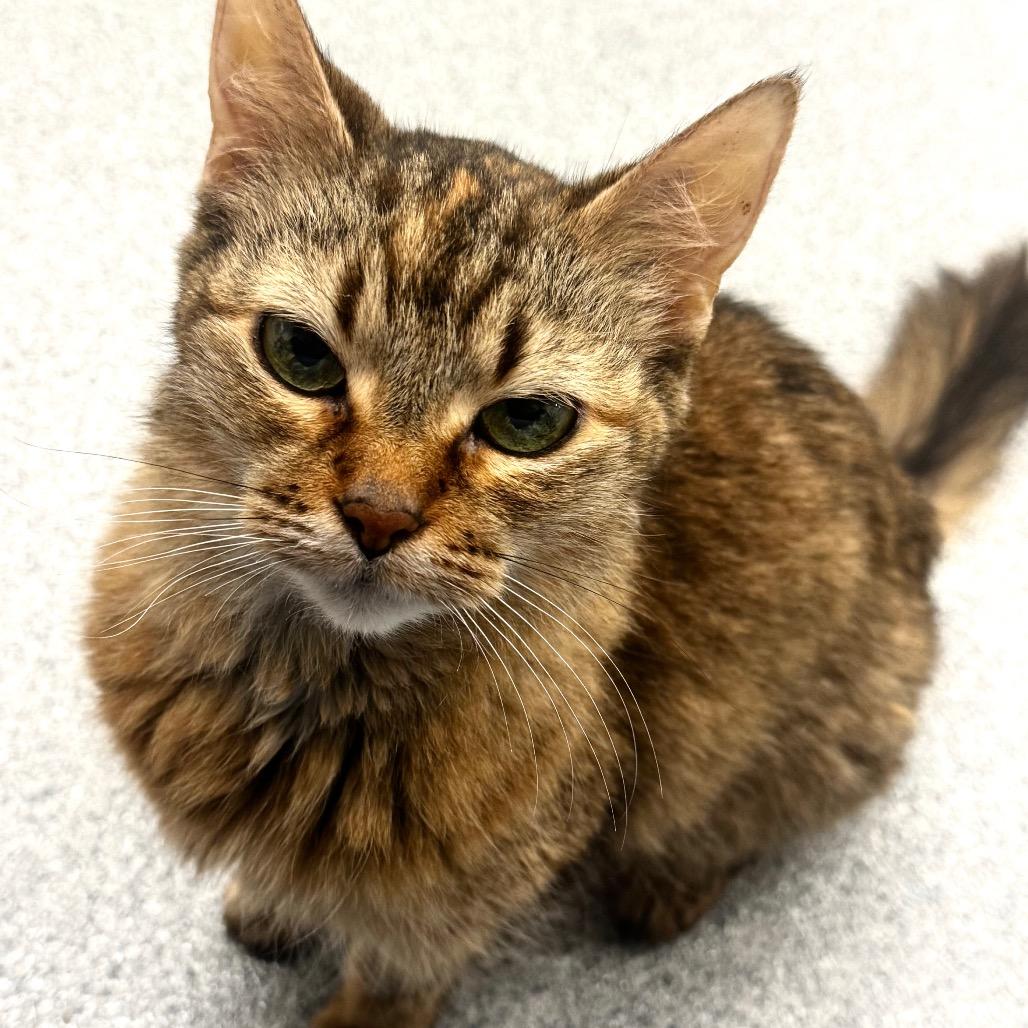 August, Adoptable, Senior Female Domestic Medium Hair.