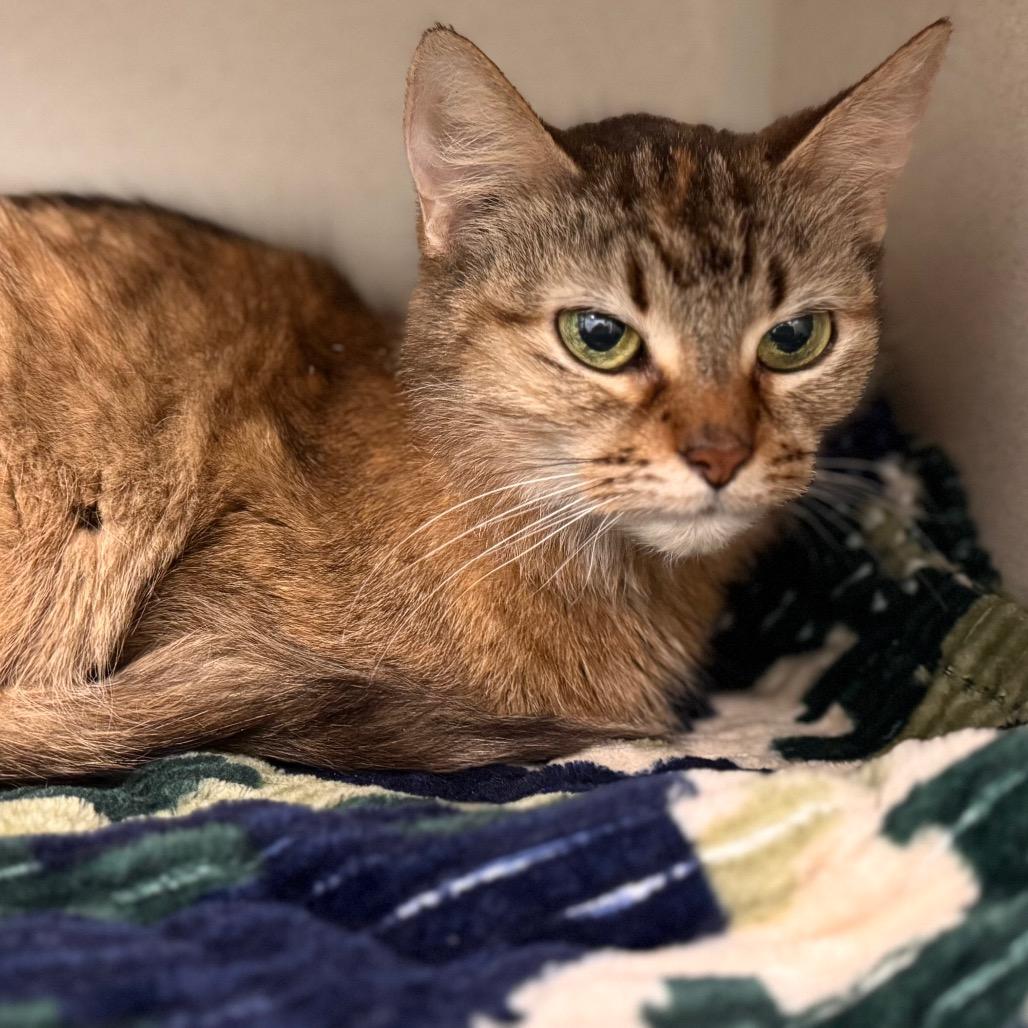 August, Adoptable, Senior Female Domestic Medium Hair.