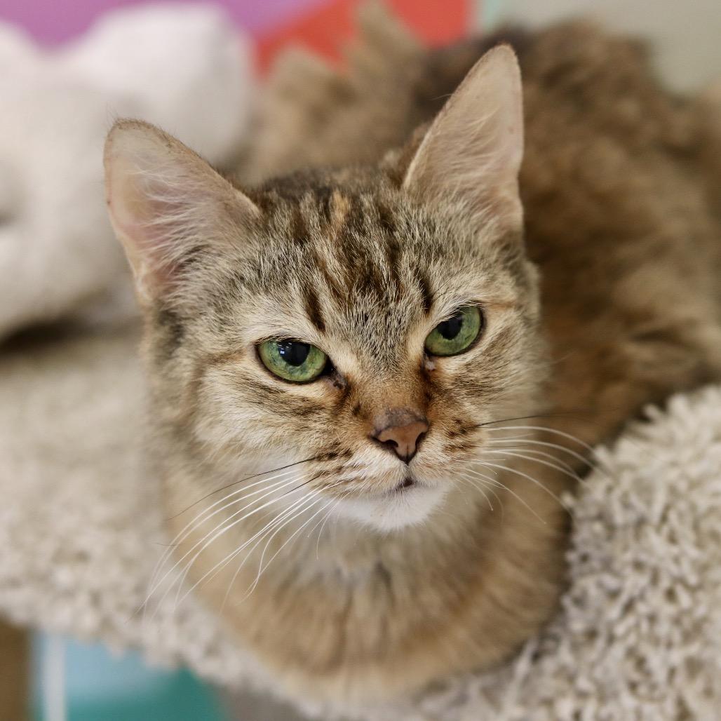 Enlarge August, a Adoptable Domestic Medium Hair in Wheeling, IL image 2/5