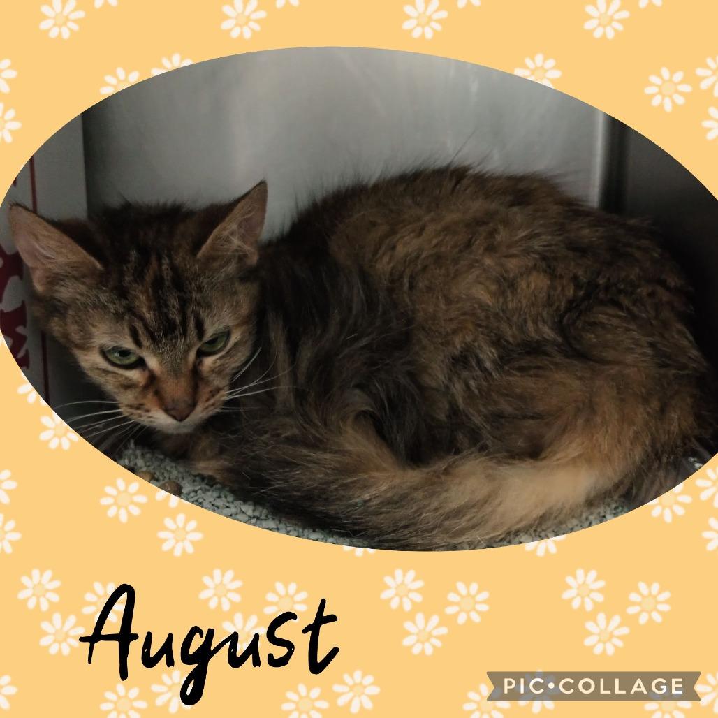 August, a Adoptable Domestic Medium Hair in Wheeling, IL image 3/5