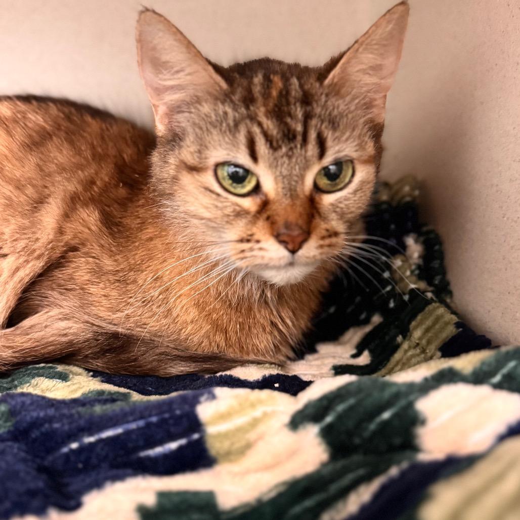 August, a Adoptable Domestic Medium Hair in Wheeling, IL image 4/5