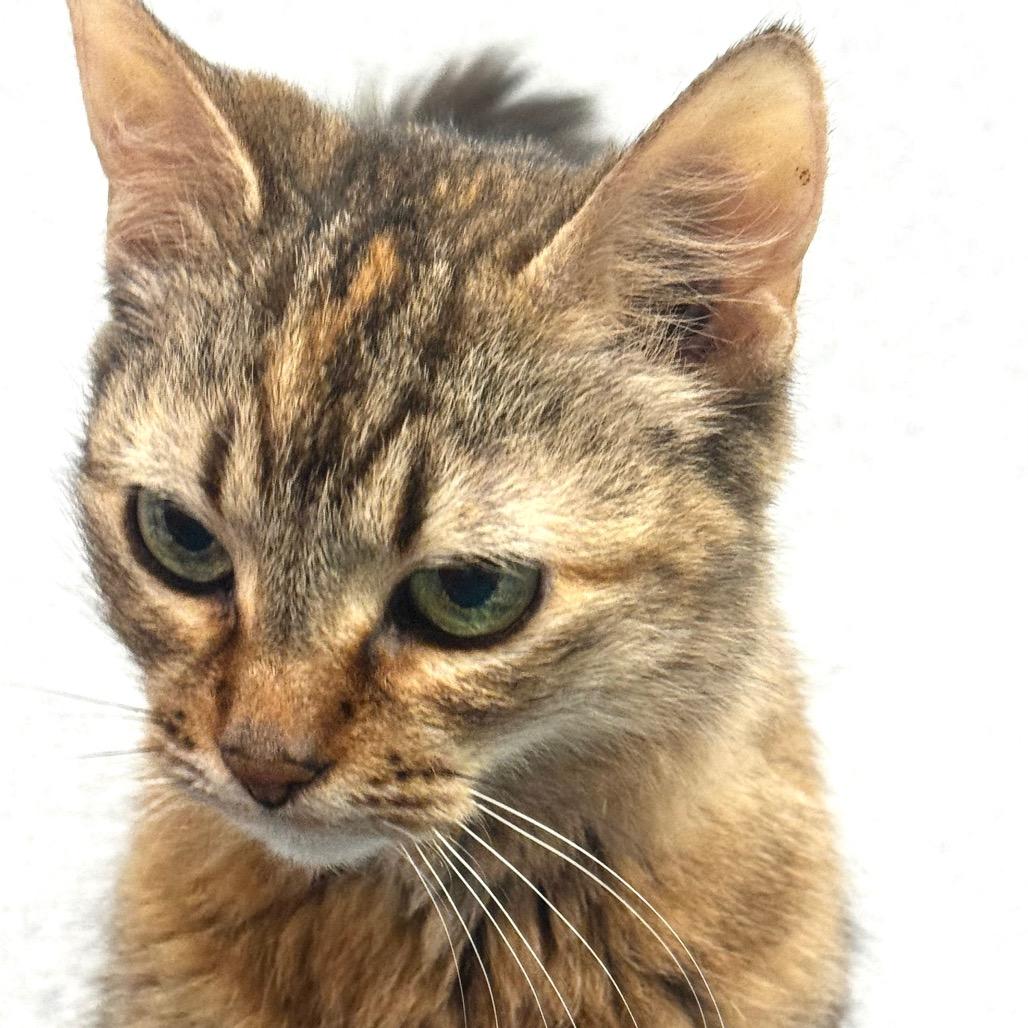 August, a Adoptable Domestic Medium Hair in Wheeling, IL image 5/5