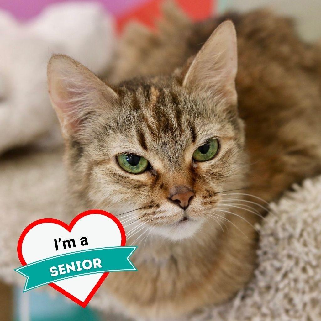 Enlarge August, a Adoptable Domestic Medium Hair in Wheeling, IL image 5/5