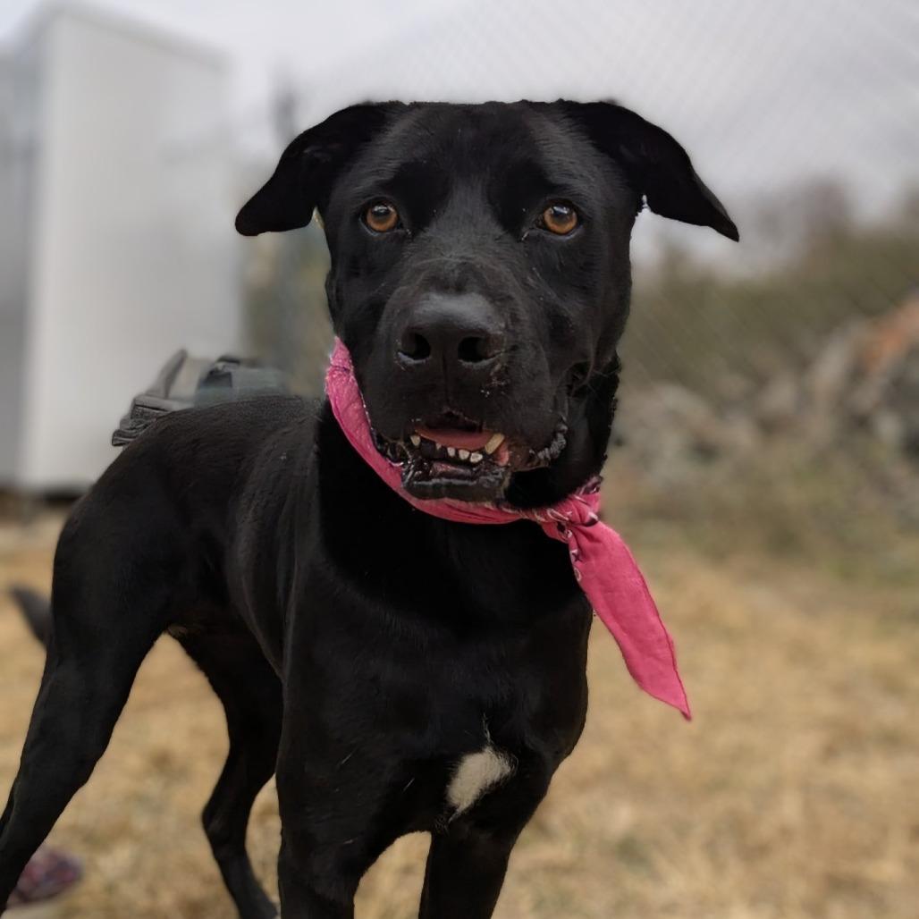 Stormie, a Adoptable Mixed Breed in Columbiana, AL image 1/6