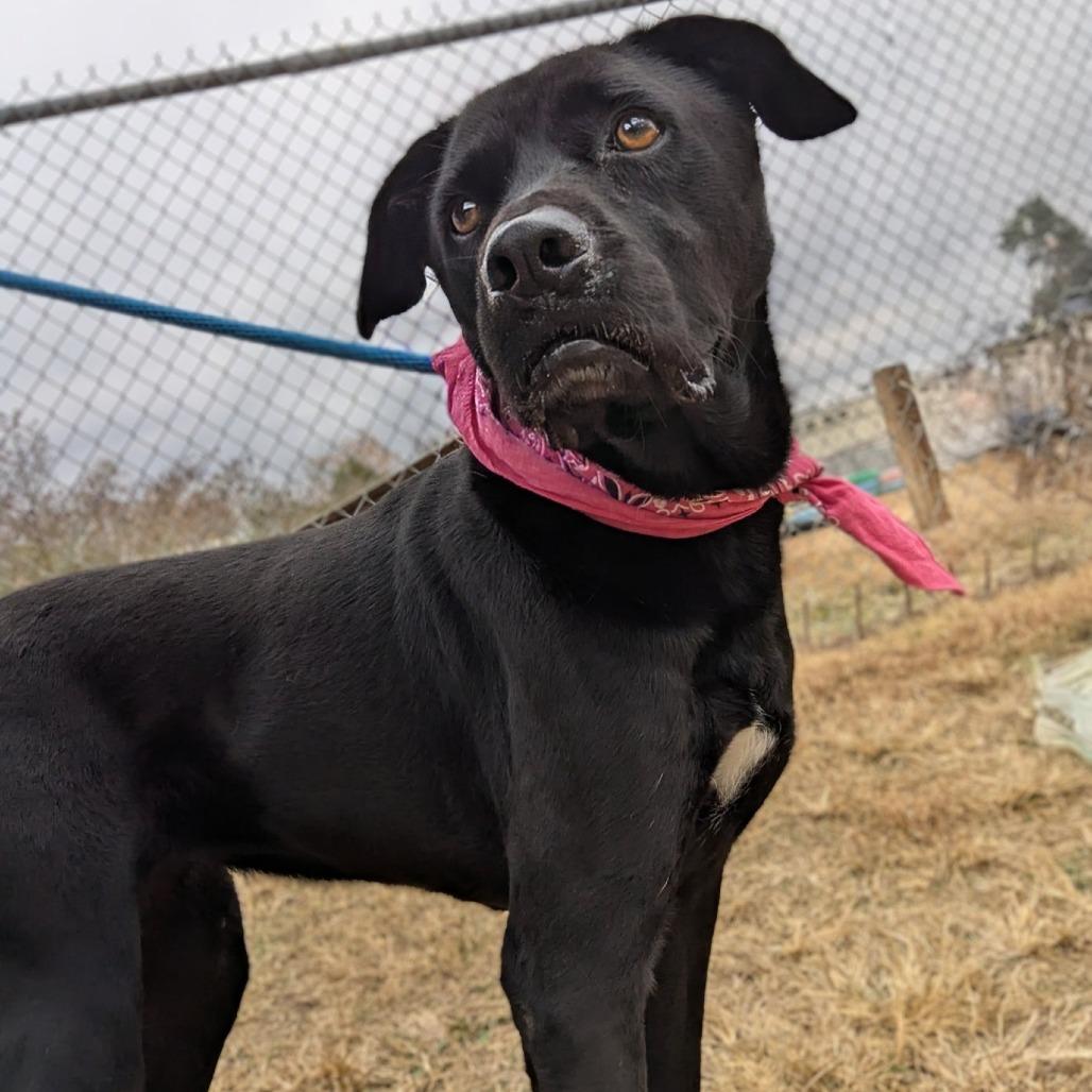Stormie, a Adoptable Mixed Breed in Columbiana, AL image 2/6