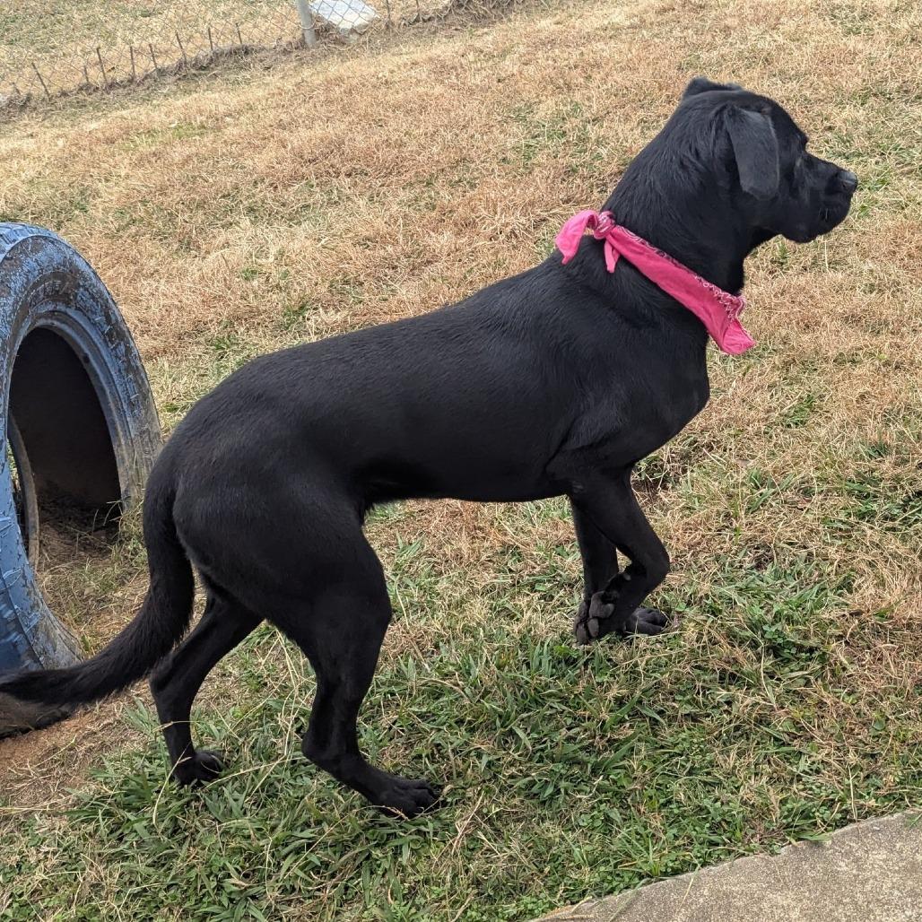 Stormie, a Adoptable Mixed Breed in Columbiana, AL image 3/6