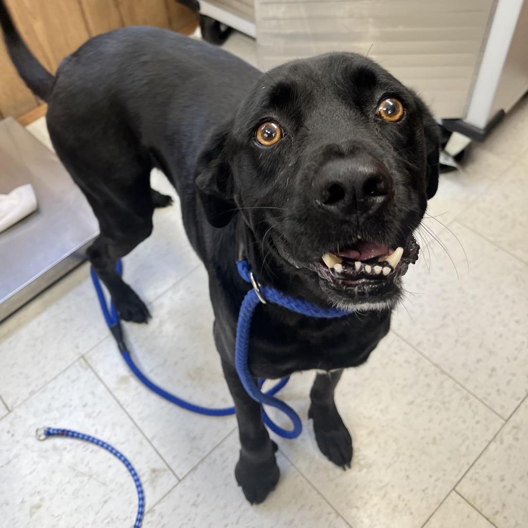 Stormie, a Adoptable Mixed Breed in Columbiana, AL image 4/6