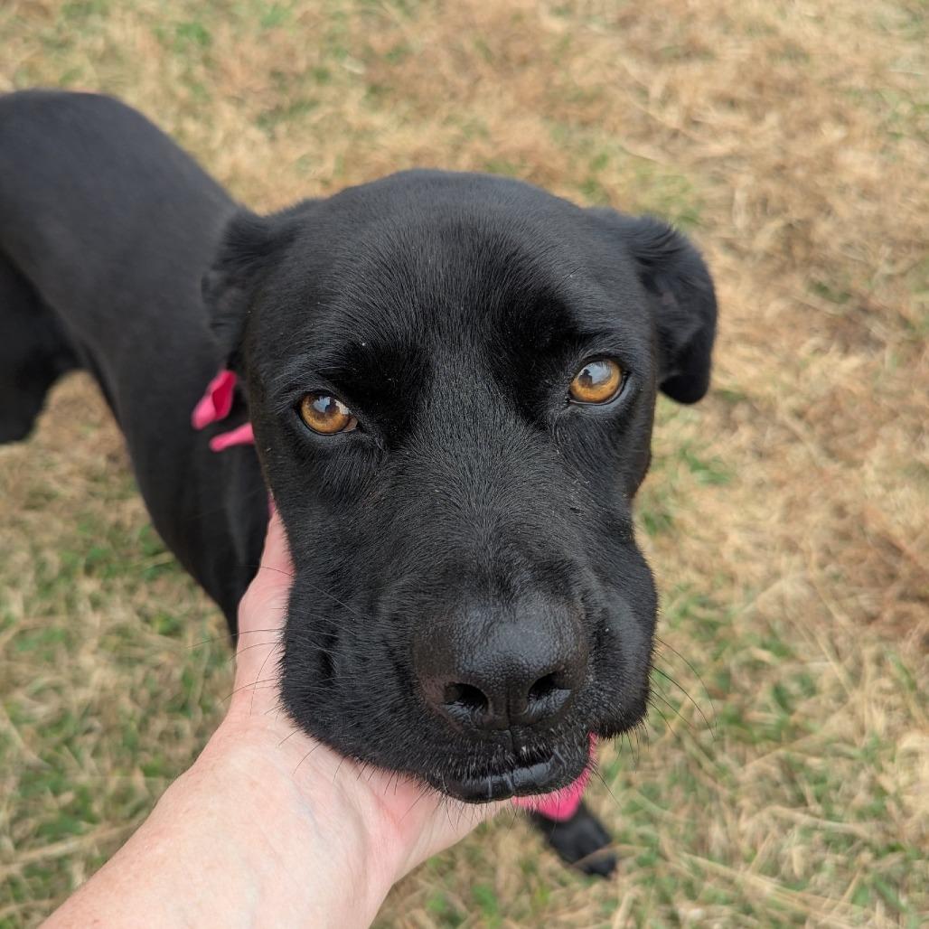 Stormie, a Adoptable Mixed Breed in Columbiana, AL image 5/6
