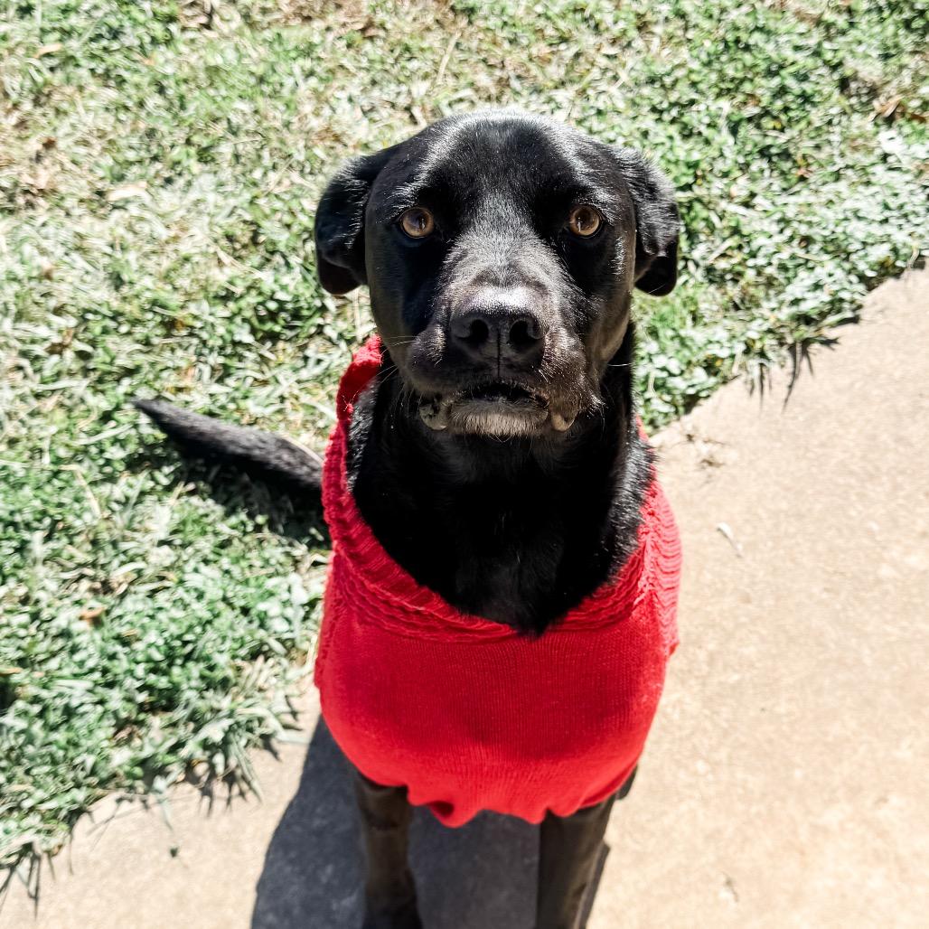 Stormie, a Adoptable Mixed Breed in Columbiana, AL image 6/6