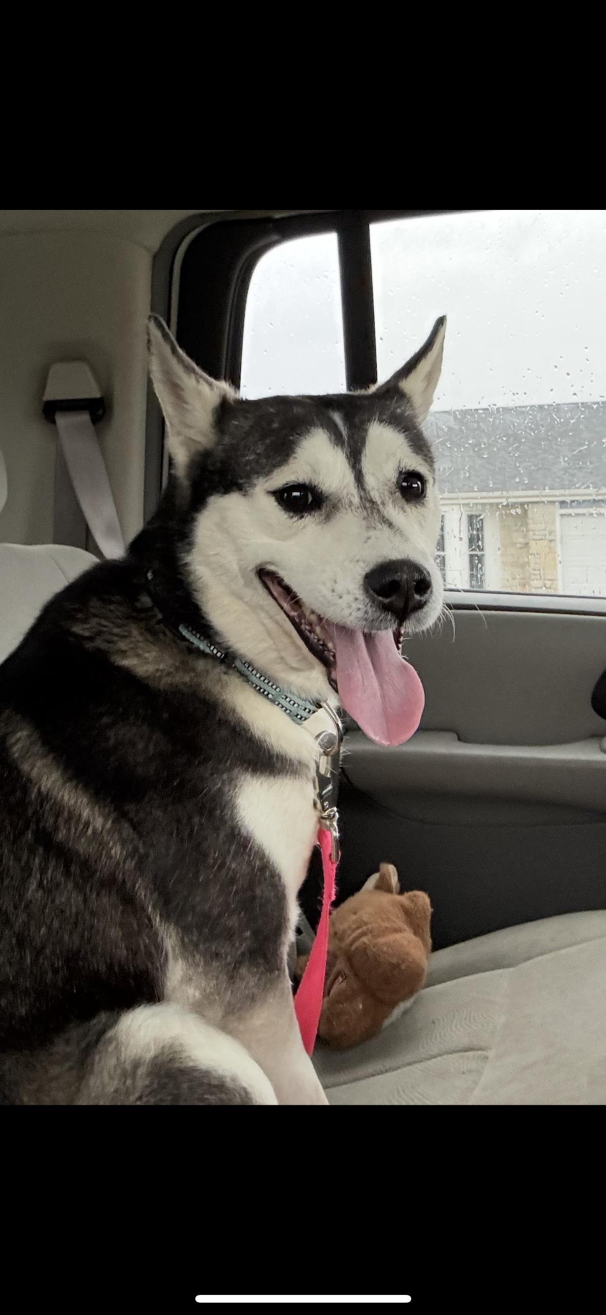 Enlarge Phoenix, an adoptable Husky in Muncie, IN image 1/4