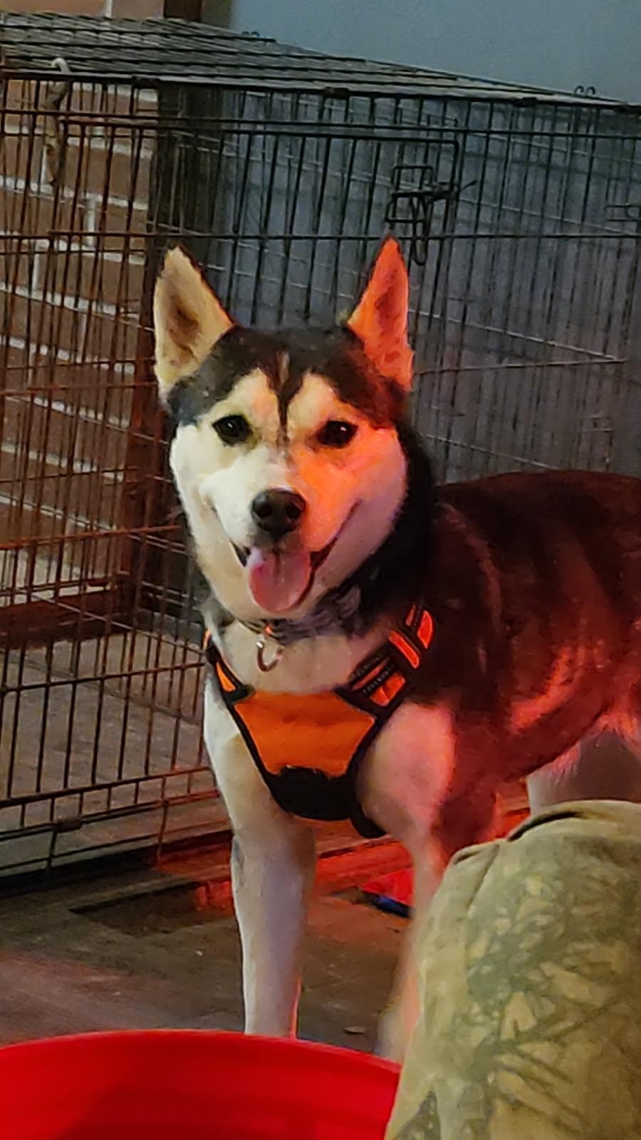 Enlarge Phoenix, an adoptable Husky in Muncie, IN image 2/4