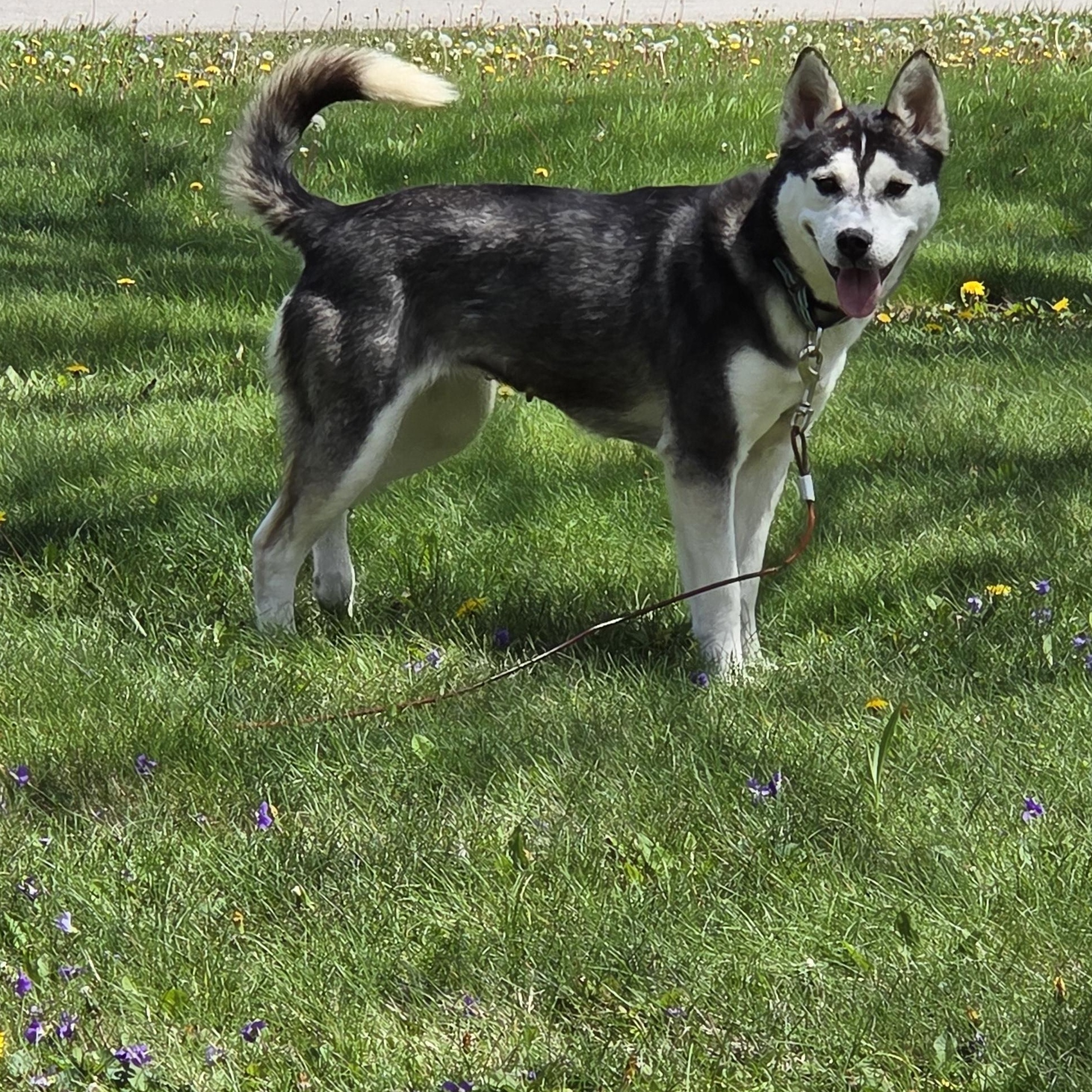 Enlarge Phoenix, an adoptable Husky in Muncie, IN image 4/4