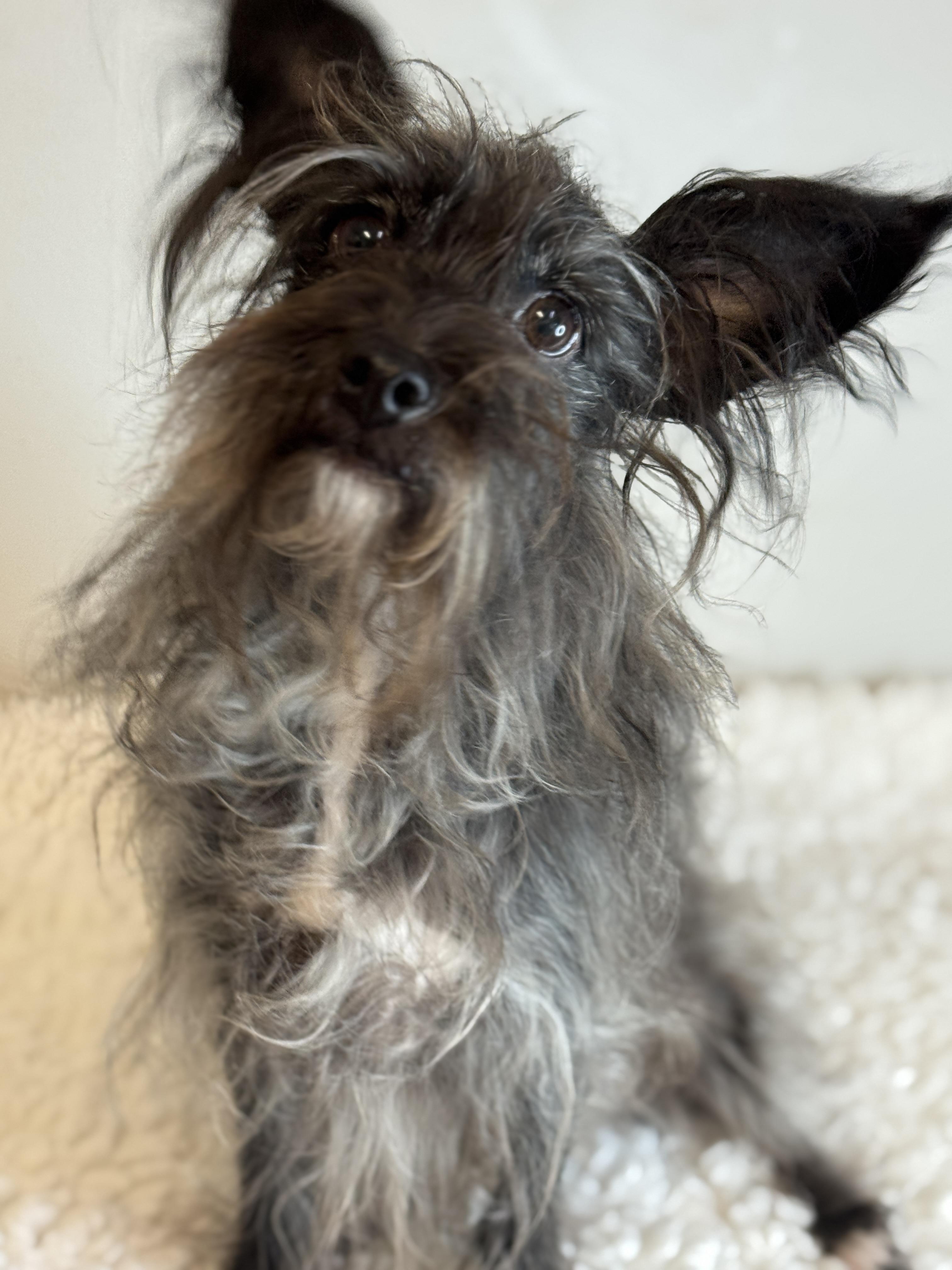 Enlarge Hans, a ADOPTABLE mixed breed in Richmond, VA image 2/6