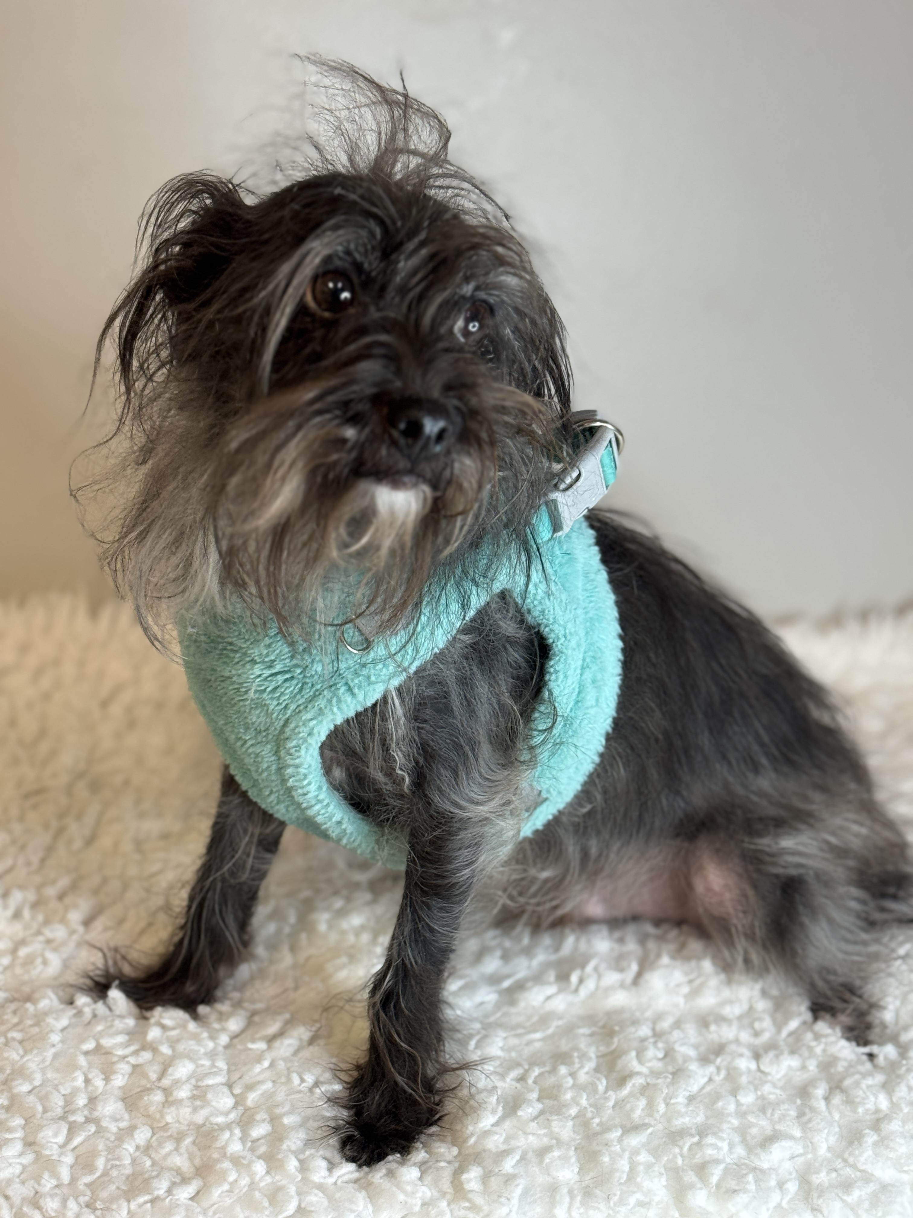 Enlarge Hans, a ADOPTABLE mixed breed in Richmond, VA image 3/6