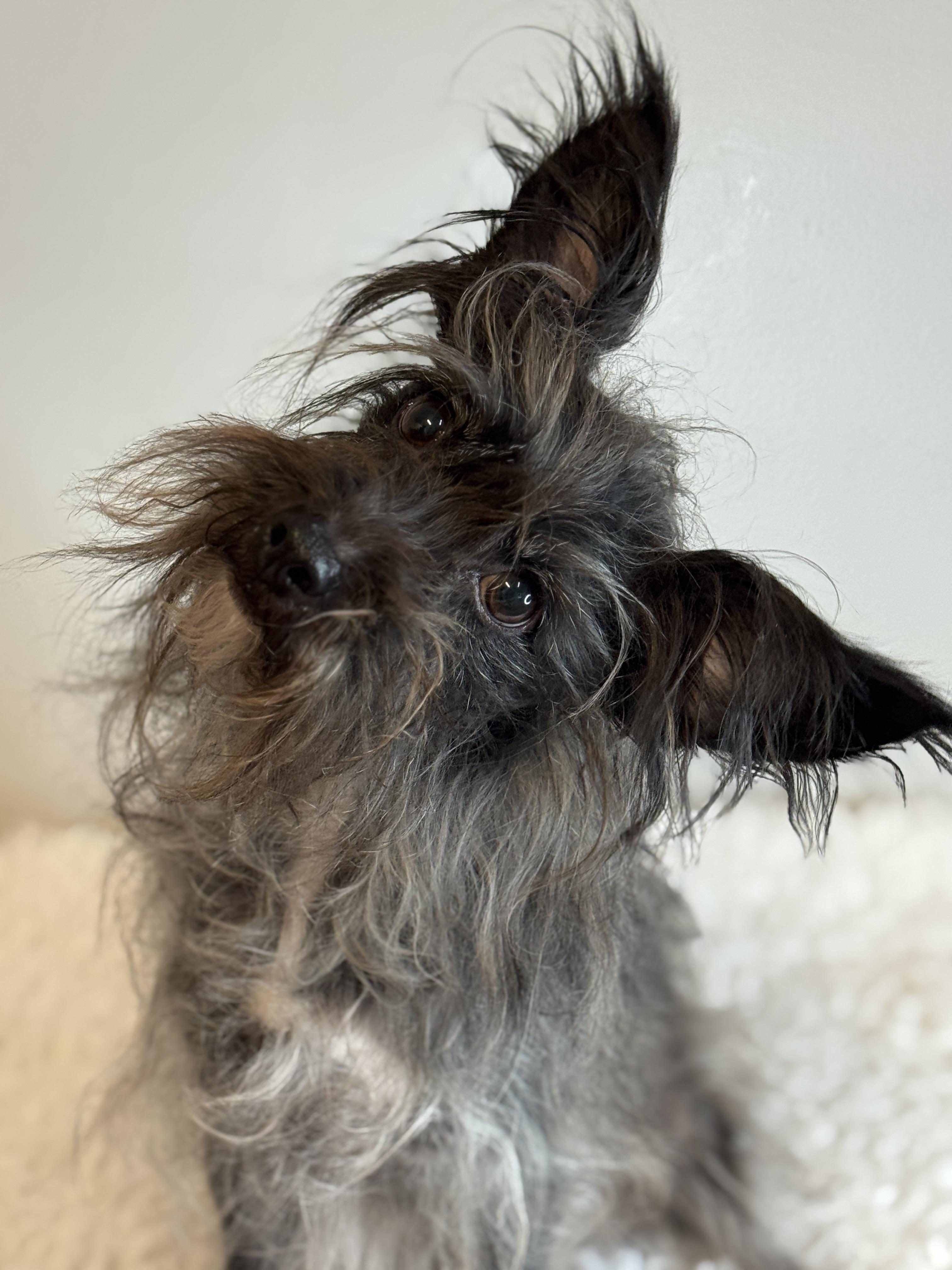 Enlarge Hans, a ADOPTABLE mixed breed in Richmond, VA image 1/6