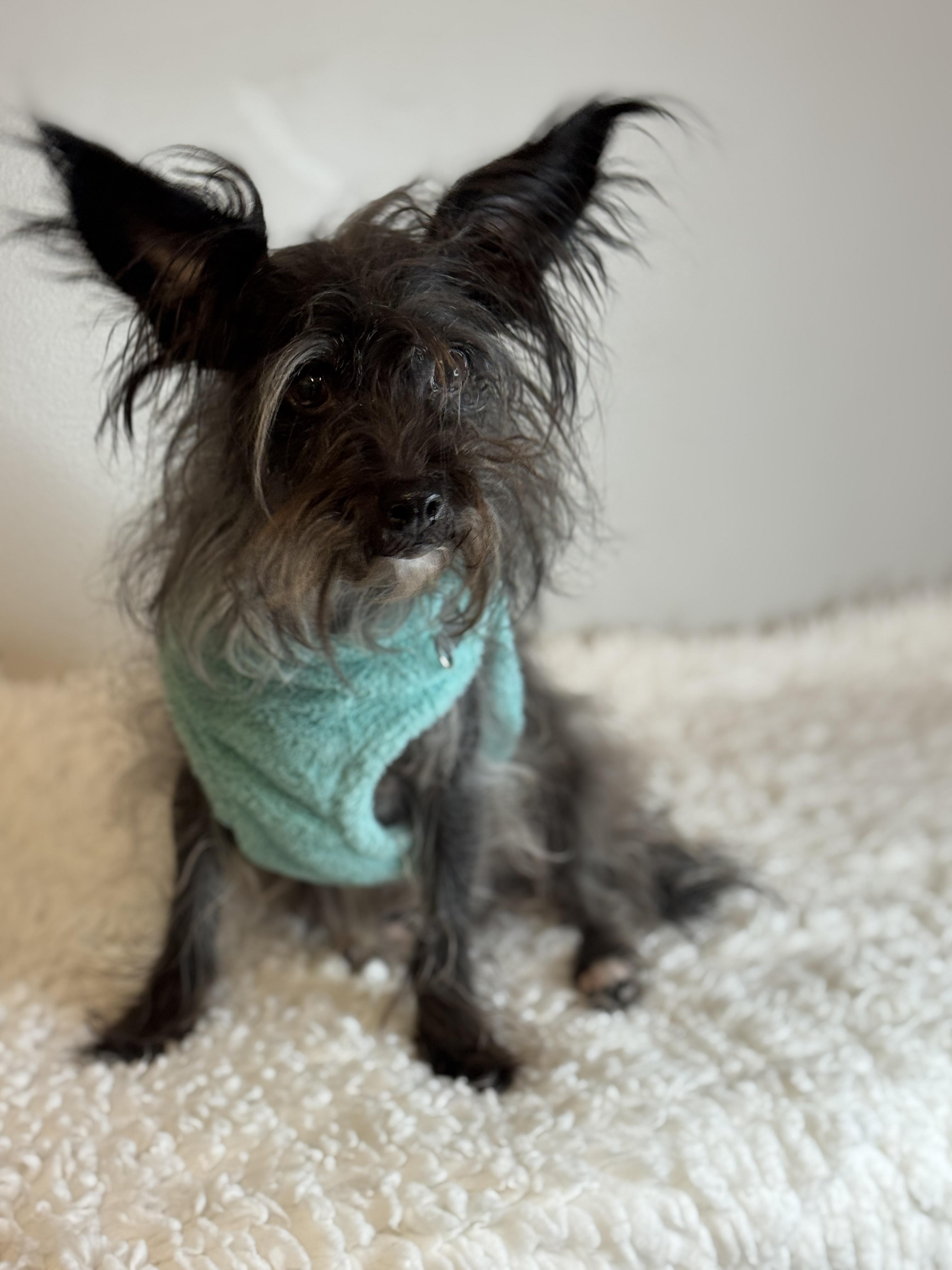 Enlarge Hans, a ADOPTABLE mixed breed in Richmond, VA image 5/6