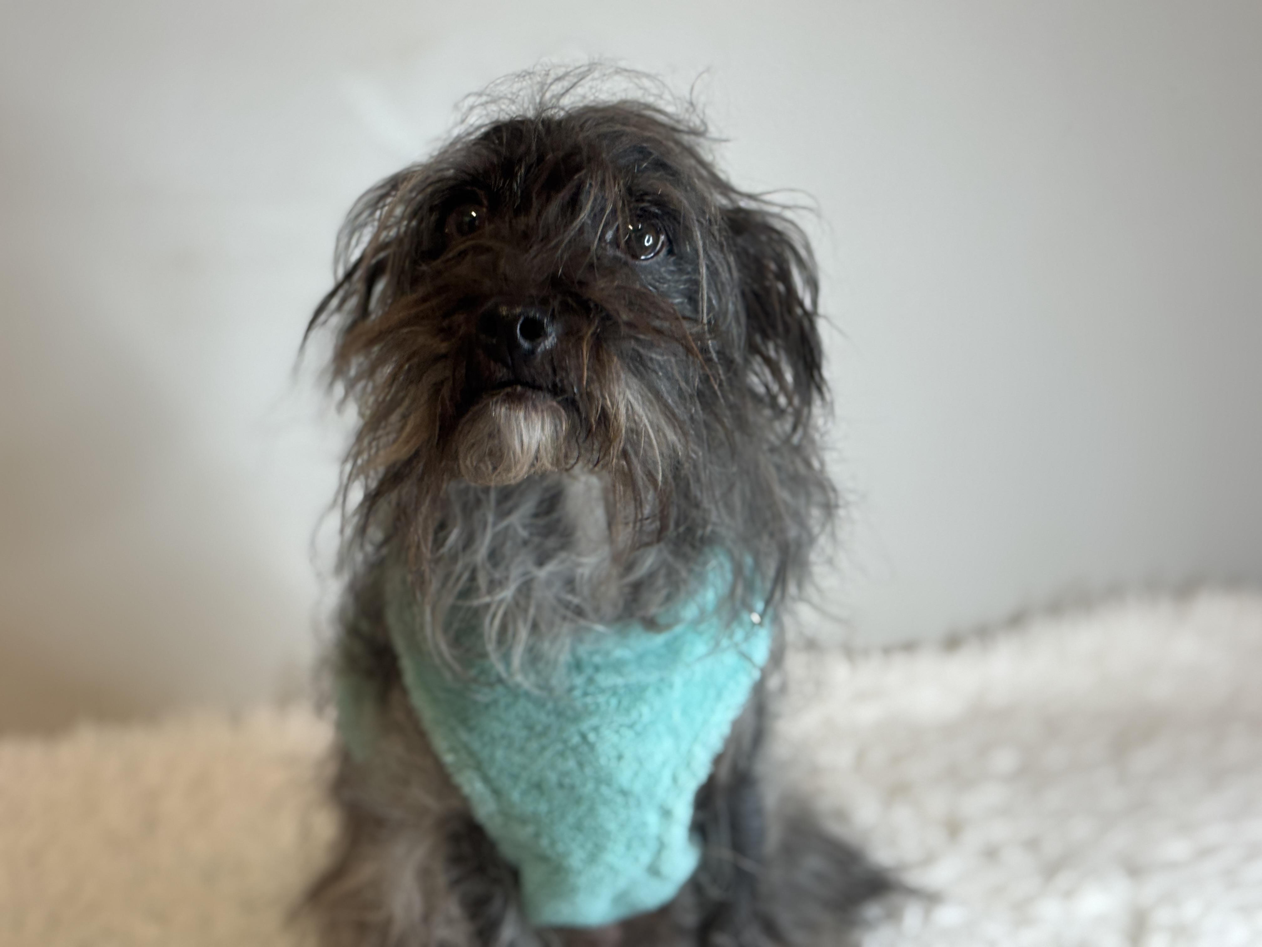 Enlarge Hans, a ADOPTABLE mixed breed in Richmond, VA image 6/6