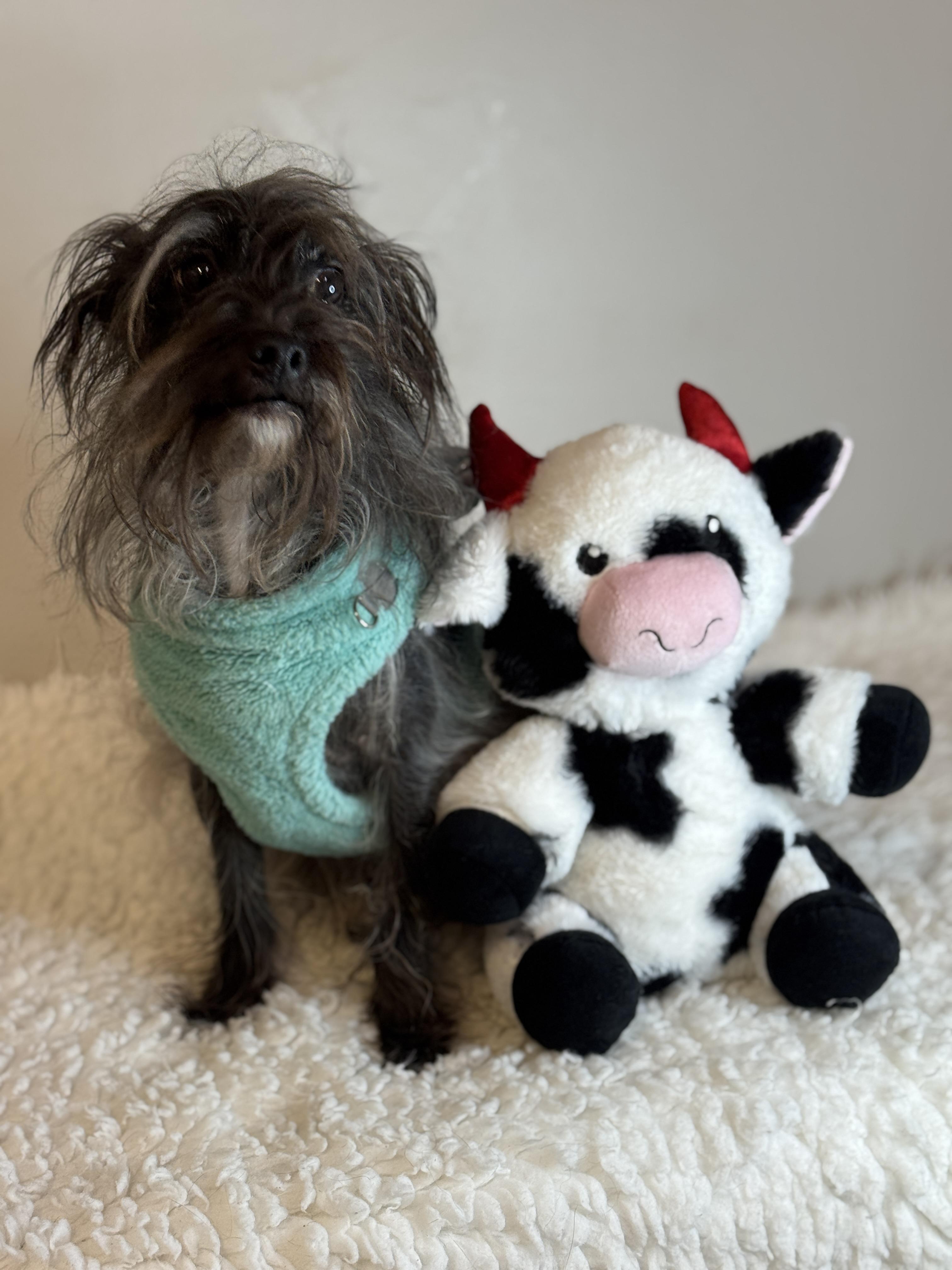 Enlarge Hans, a ADOPTABLE mixed breed in Richmond, VA image 4/6