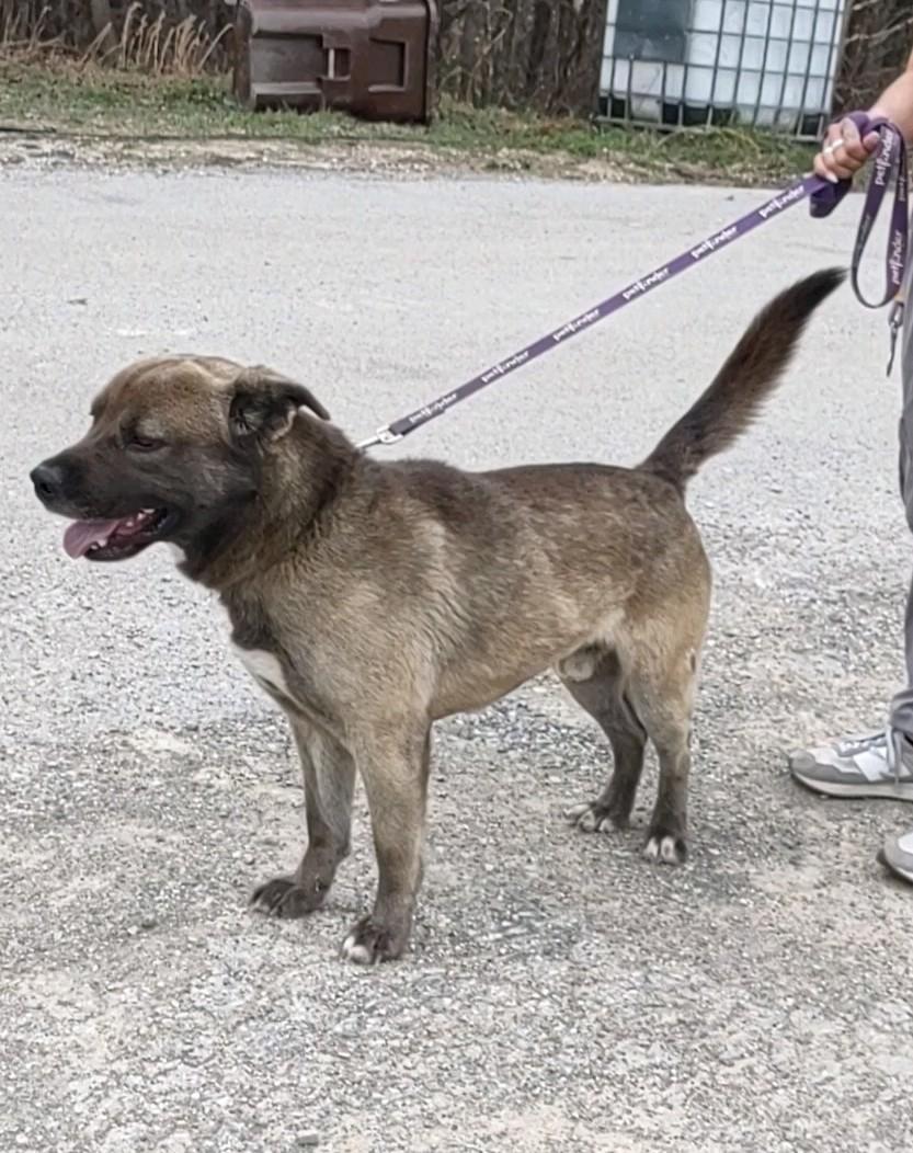 Enlarge Ziggy, a Adoptable mixed breed in Clay City, KY image 2/4
