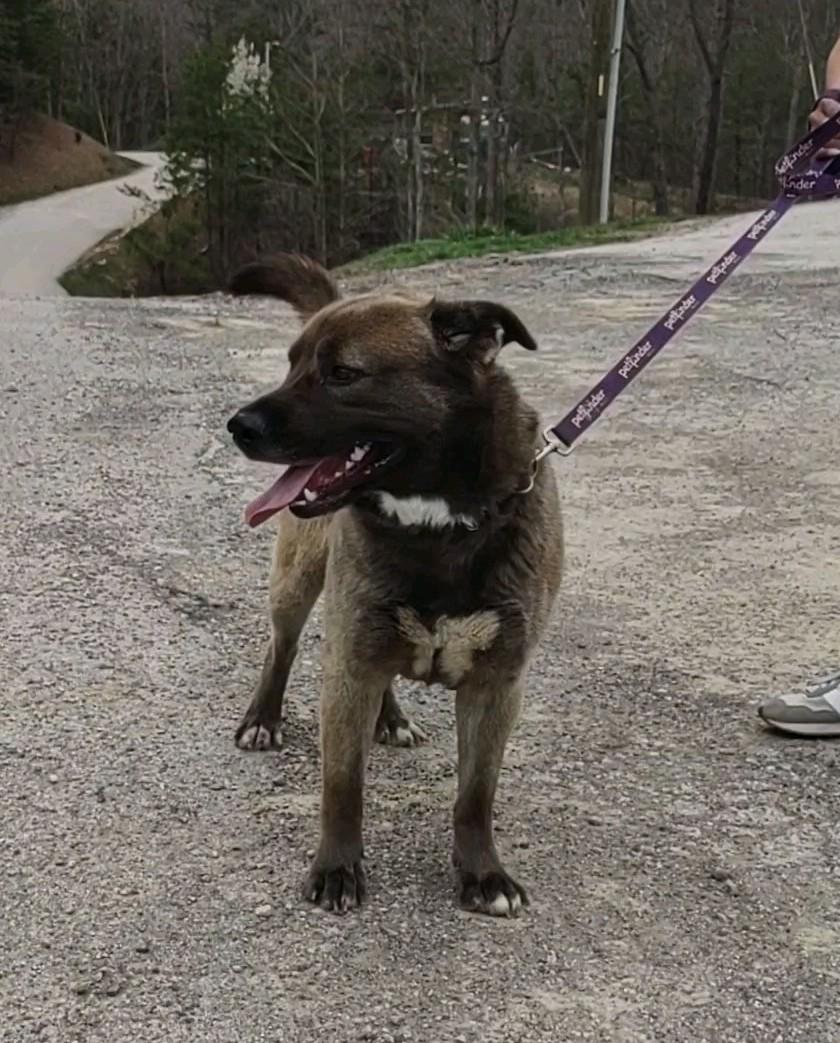 Enlarge Ziggy, a Adoptable mixed breed in Clay City, KY image 3/4