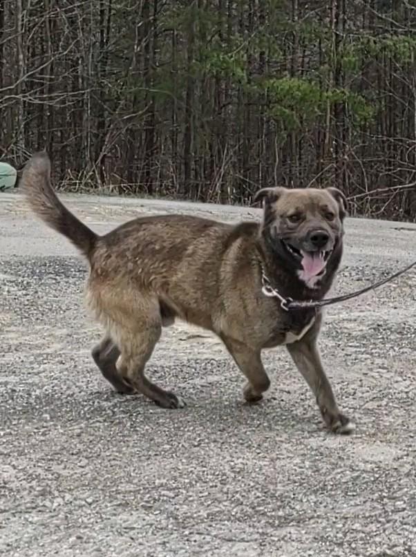 Enlarge Ziggy, a Adoptable mixed breed in Clay City, KY image 1/4