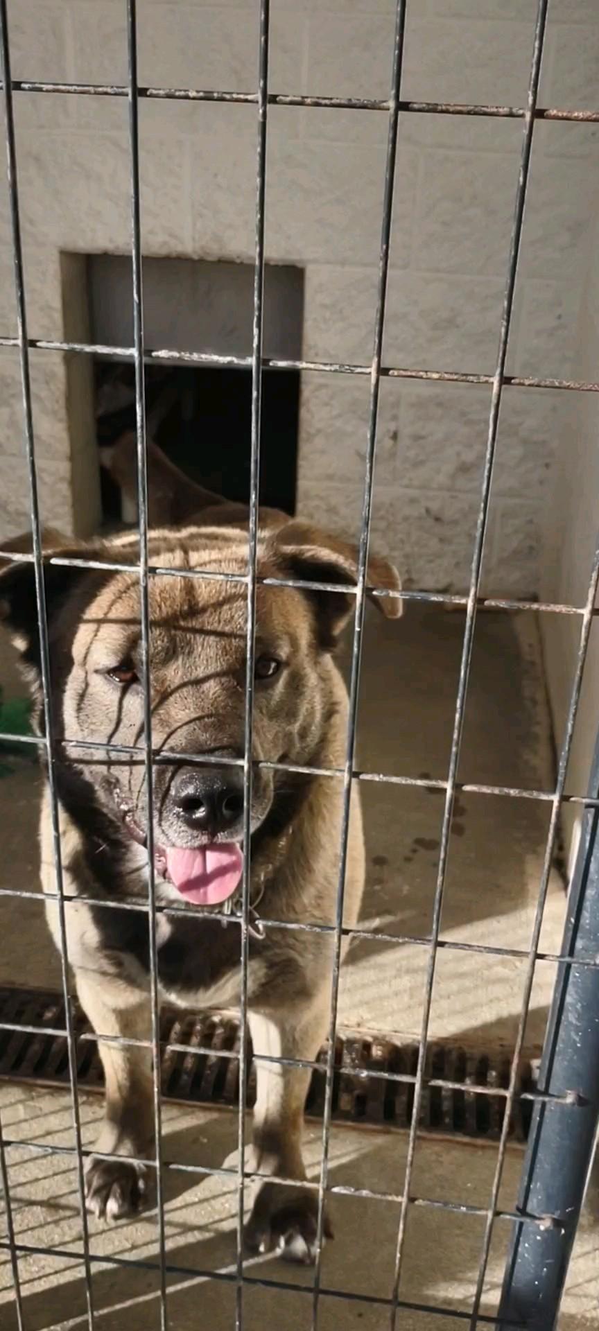 Enlarge Ziggy, a Adoptable mixed breed in Clay City, KY image 4/4