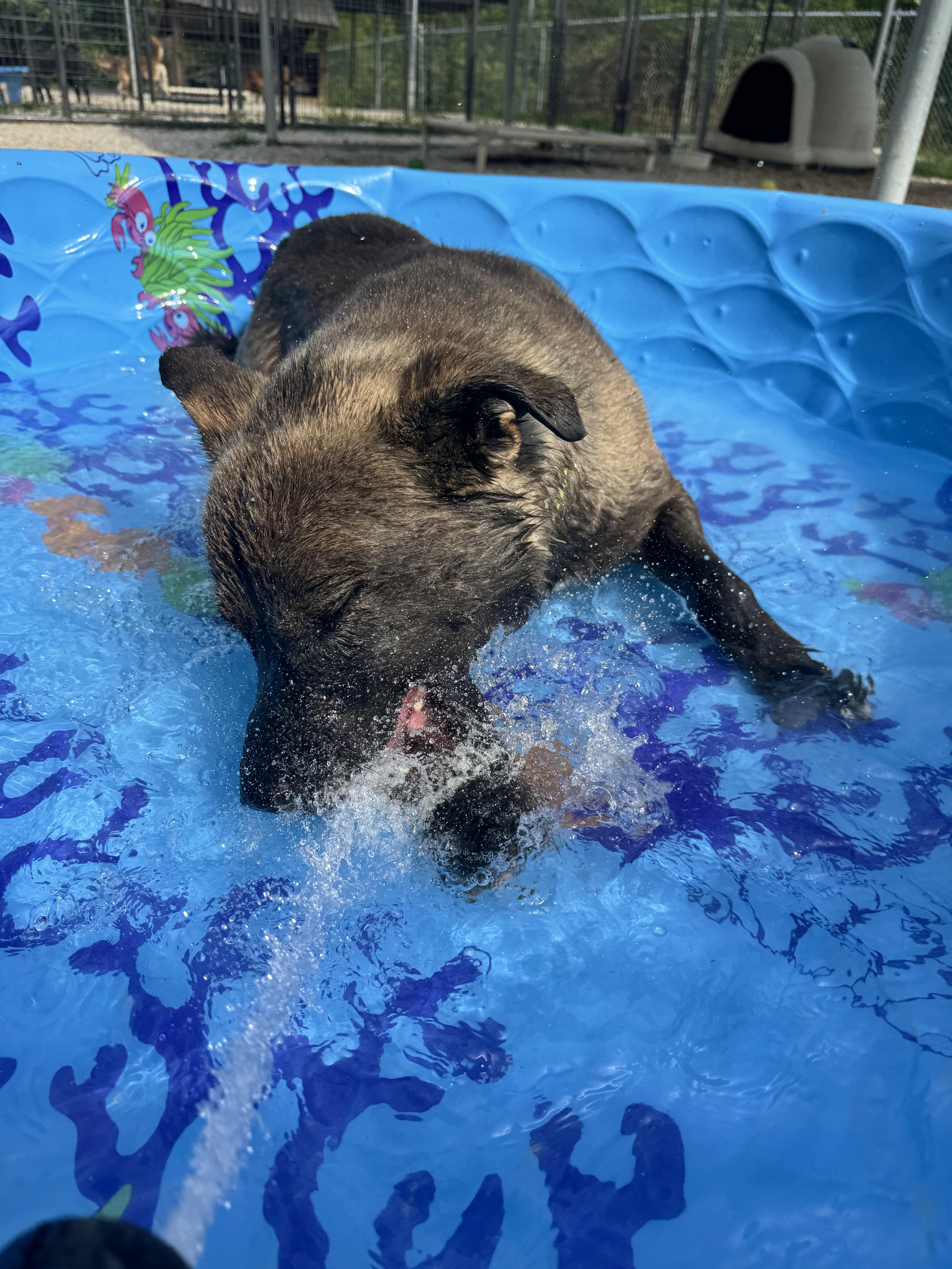 Enlarge Ziggy, a Adoptable mixed breed in Clay City, KY image 2/5