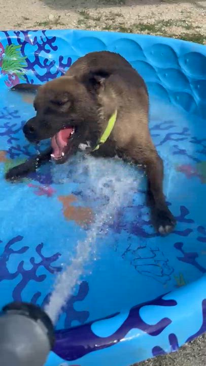 Enlarge Ziggy, a Adoptable mixed breed in Clay City, KY video 5/5