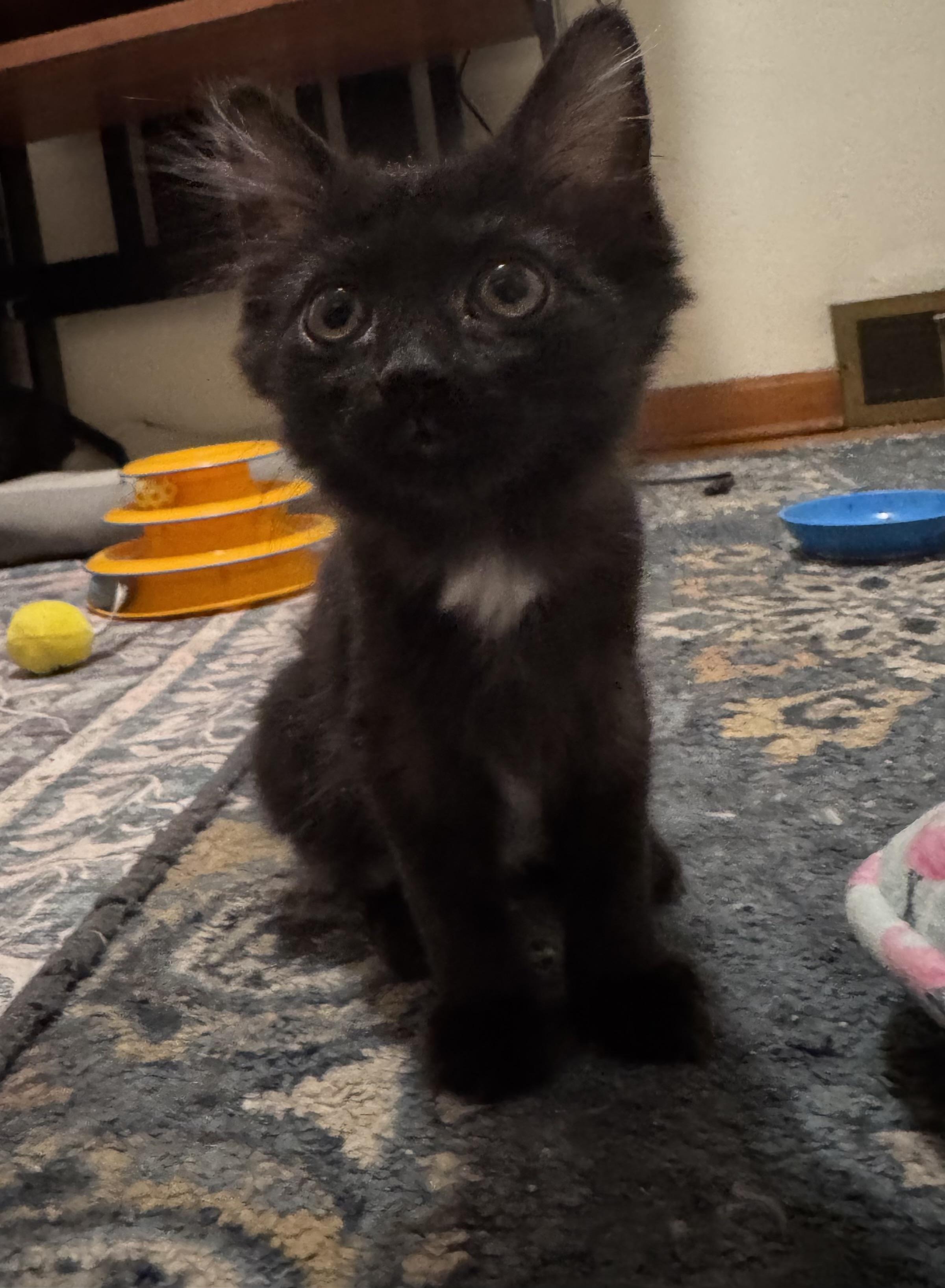 Enlarge BEAN- 9 pack, an adoptable Domestic Short Hair in Pittsburgh, PA image 1/5