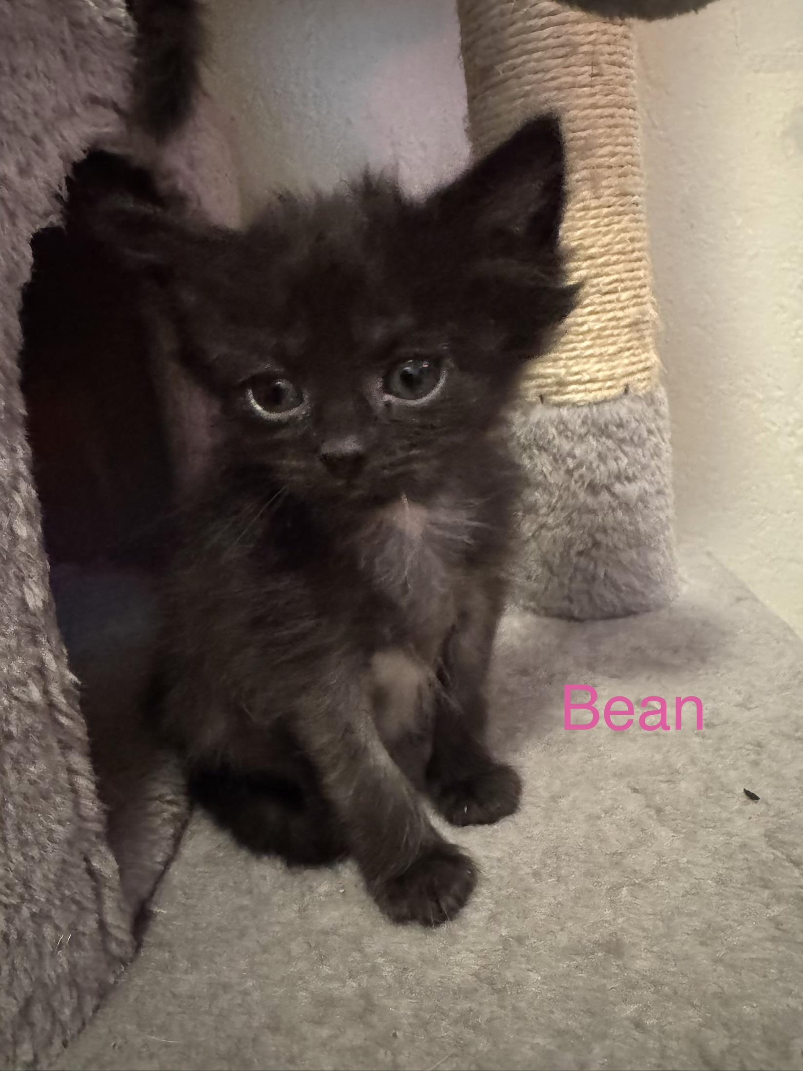 Enlarge BEAN- 9 pack, an adopted Domestic Short Hair in Pittsburgh, PA image 2/3