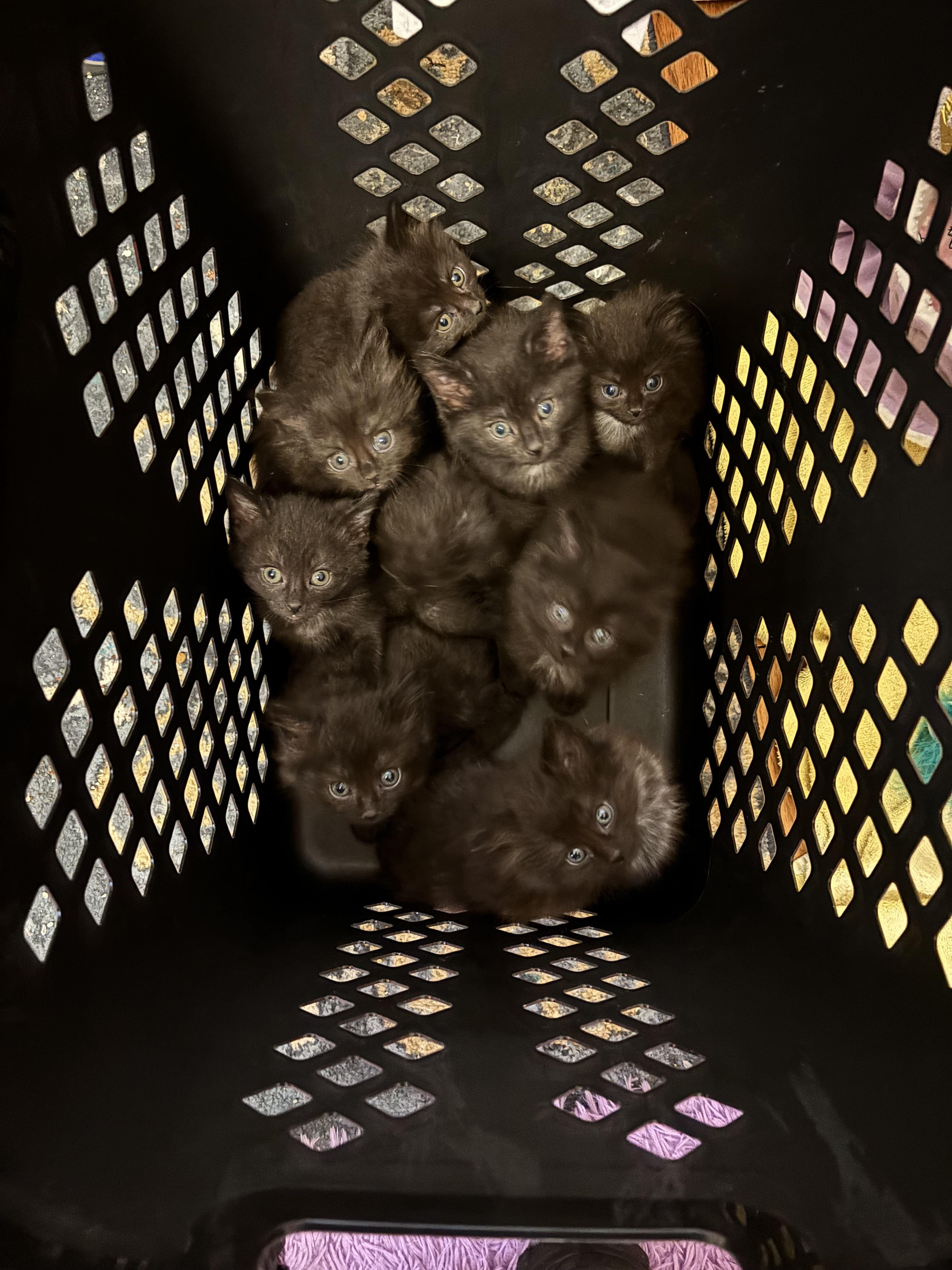 Enlarge BEAN- 9 pack, an adopted Domestic Short Hair in Pittsburgh, PA image 3/3