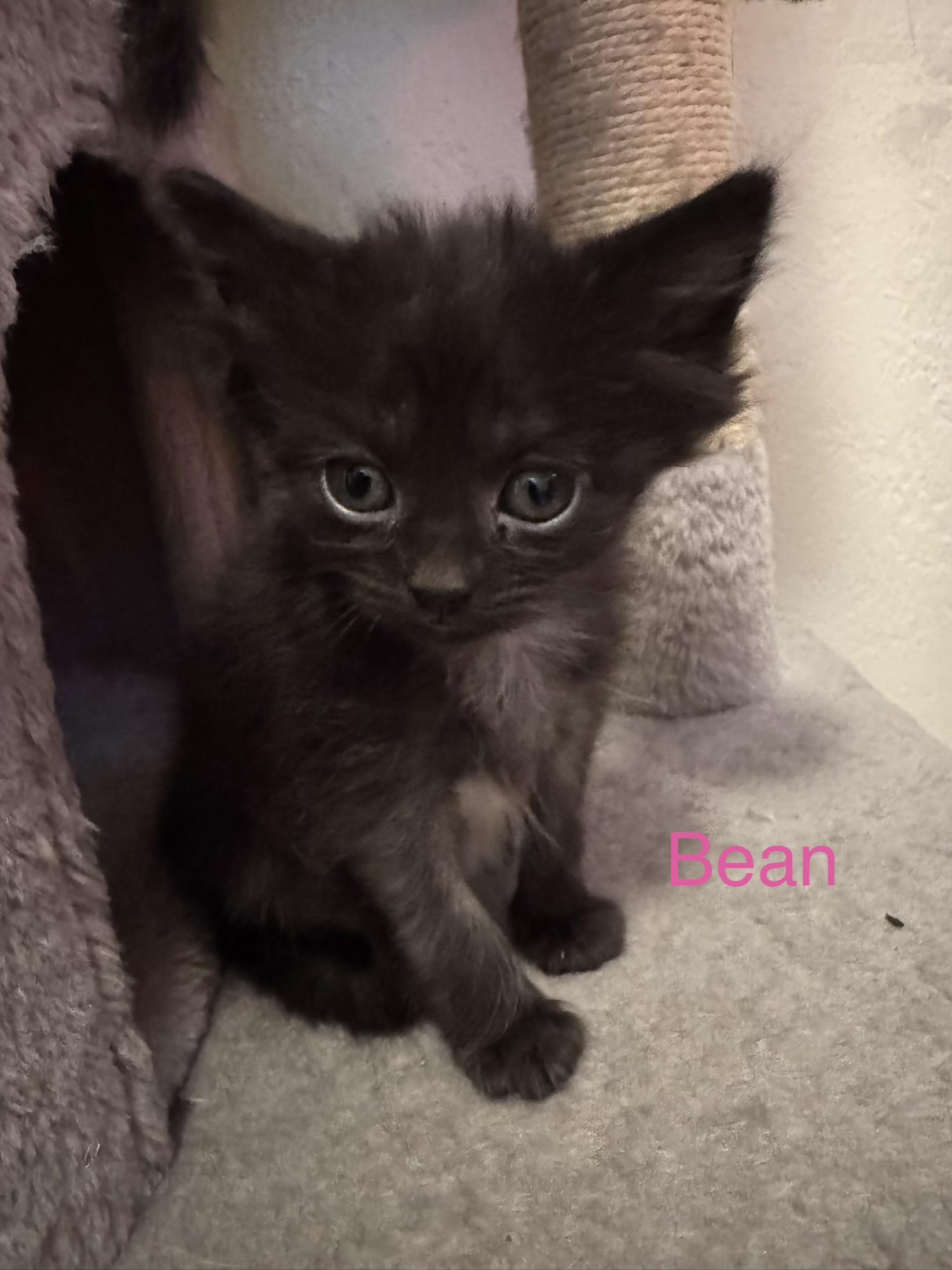 Enlarge BEAN- 9 pack, an adopted Domestic Short Hair in Pittsburgh, PA image 1/3