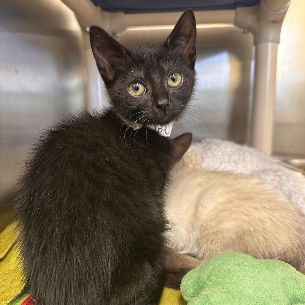 Toe, Adoptable, Kitten Female Domestic Short Hair.