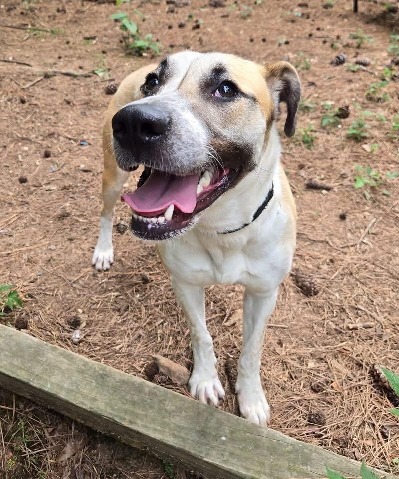 Cora, Adoptable, Young Female Mixed Breed.
