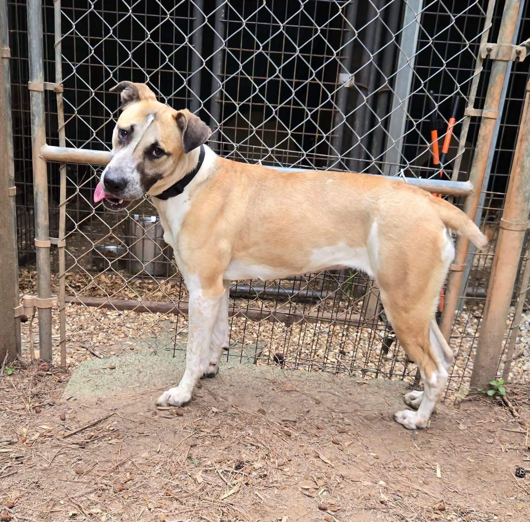Enlarge Cora, a Adoptable mixed breed in Covington, GA image 2/2