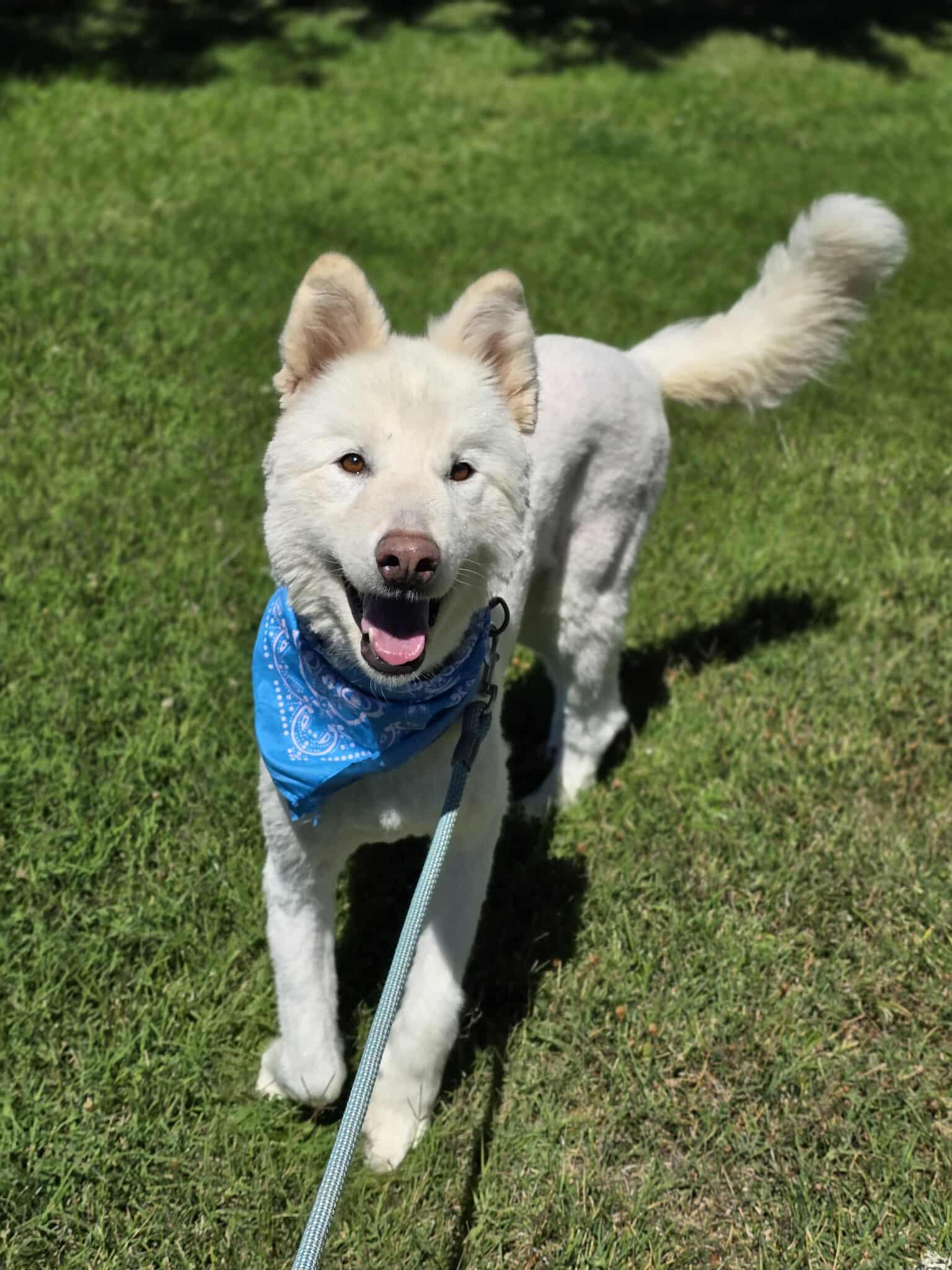 Chester, an adoptable Samoyed, Husky in Grants Pass, OR, 97526 | Photo Image 1